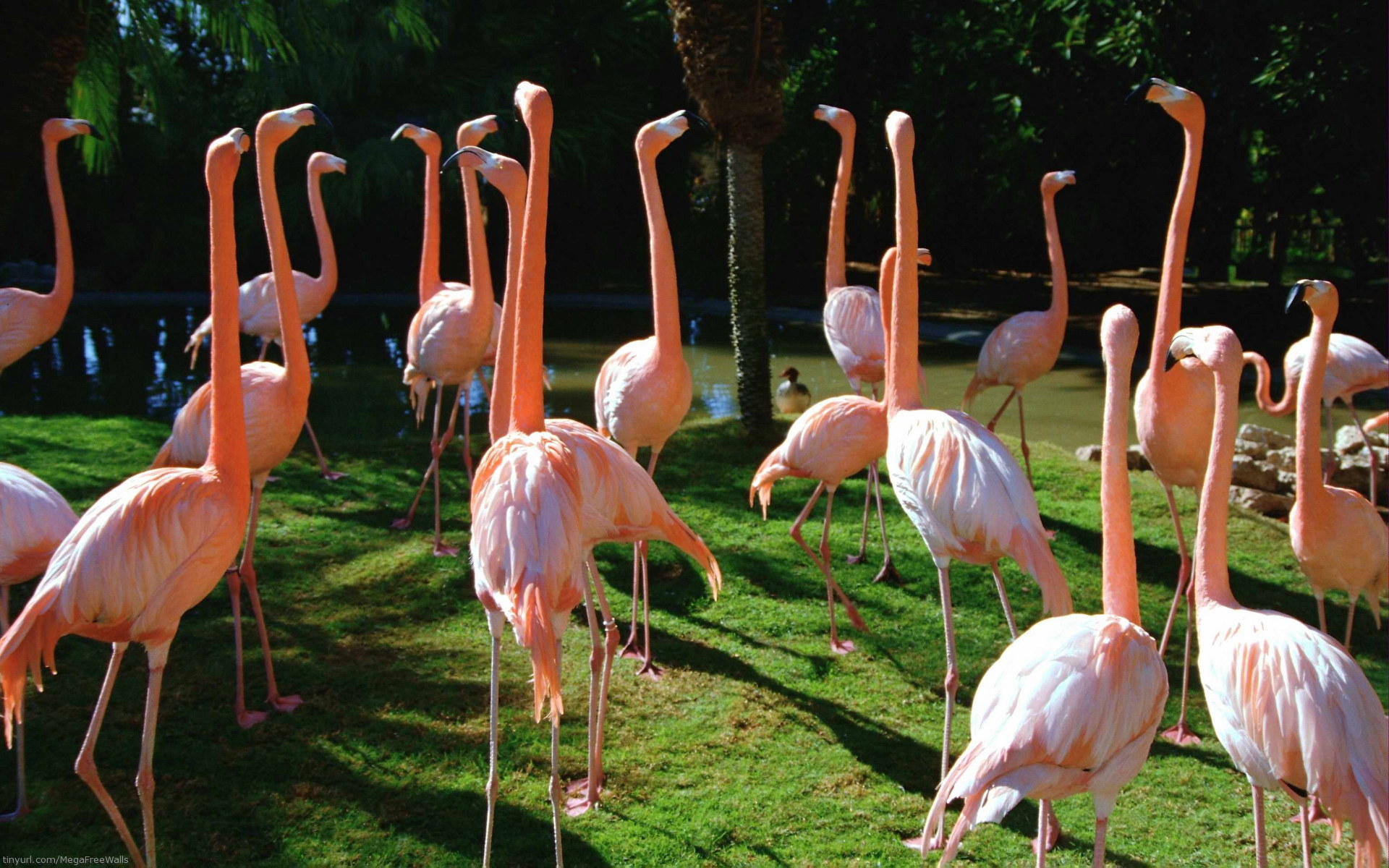 Handy-Wallpaper Tiere, Flamingo, Vogel kostenlos herunterladen.