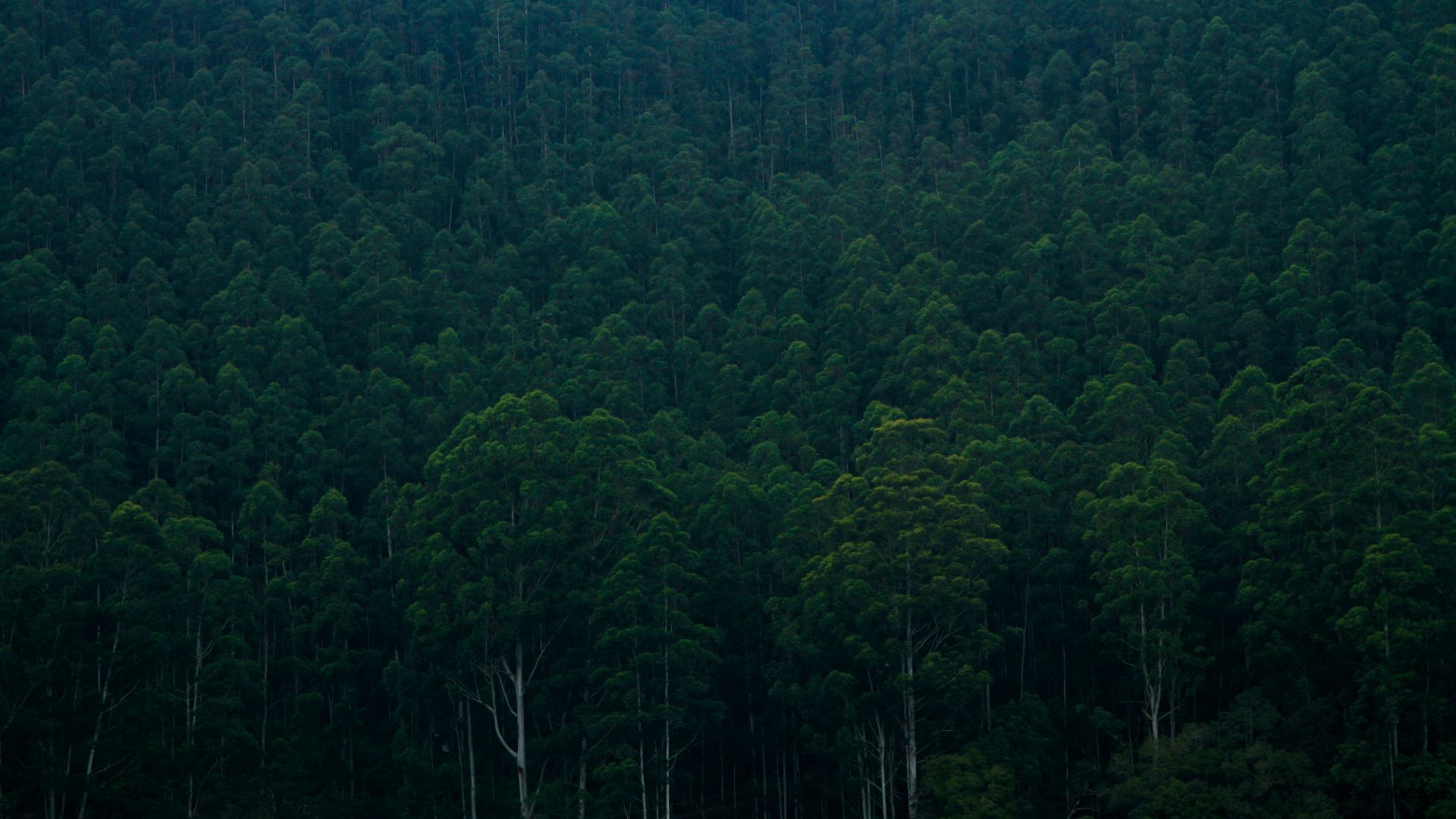 Скачать обои бесплатно Лес, Индия, Земля/природа картинка на рабочий стол ПК