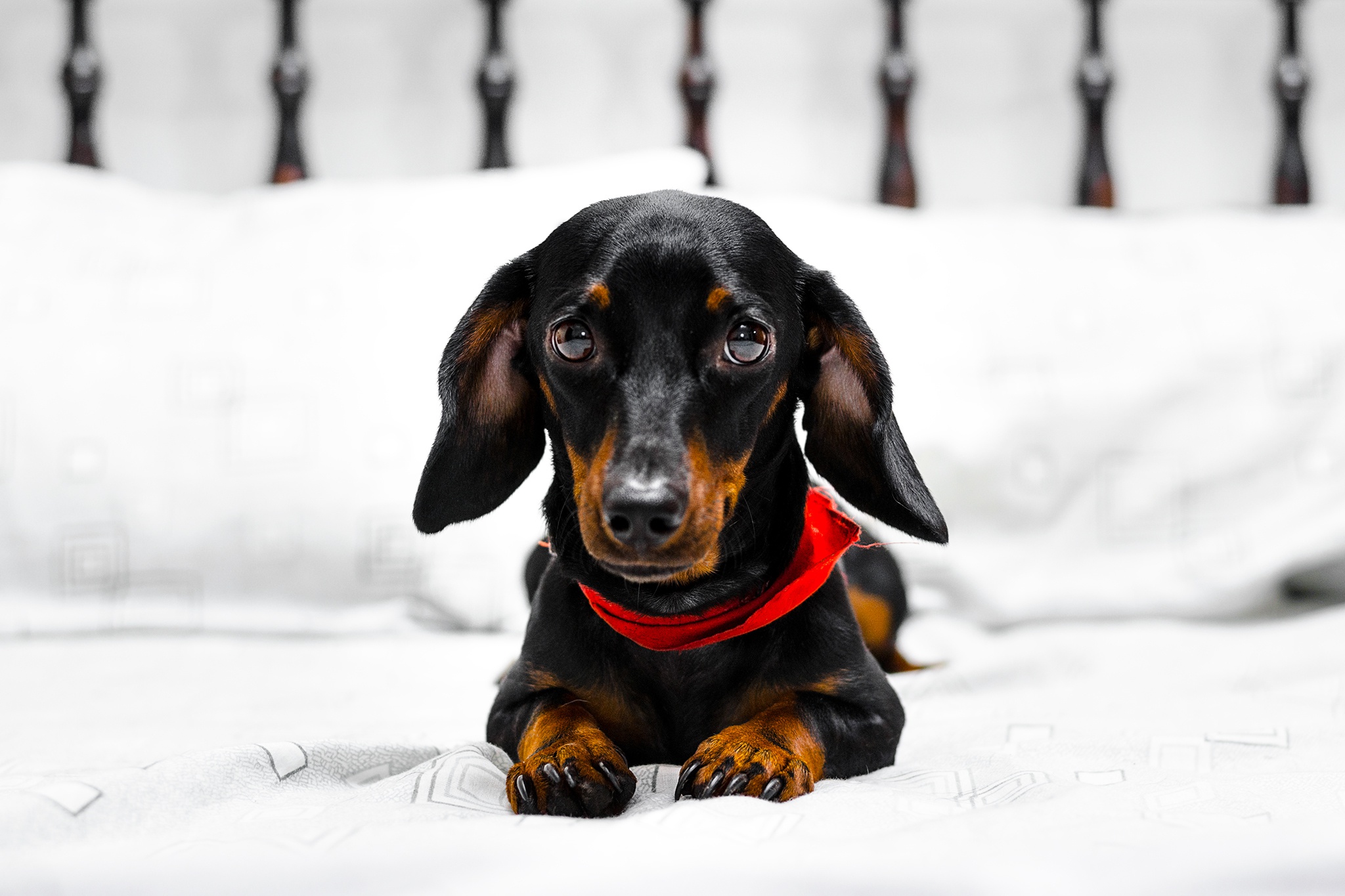 Download mobile wallpaper Dogs, Dog, Muzzle, Animal, Dachshund for free.