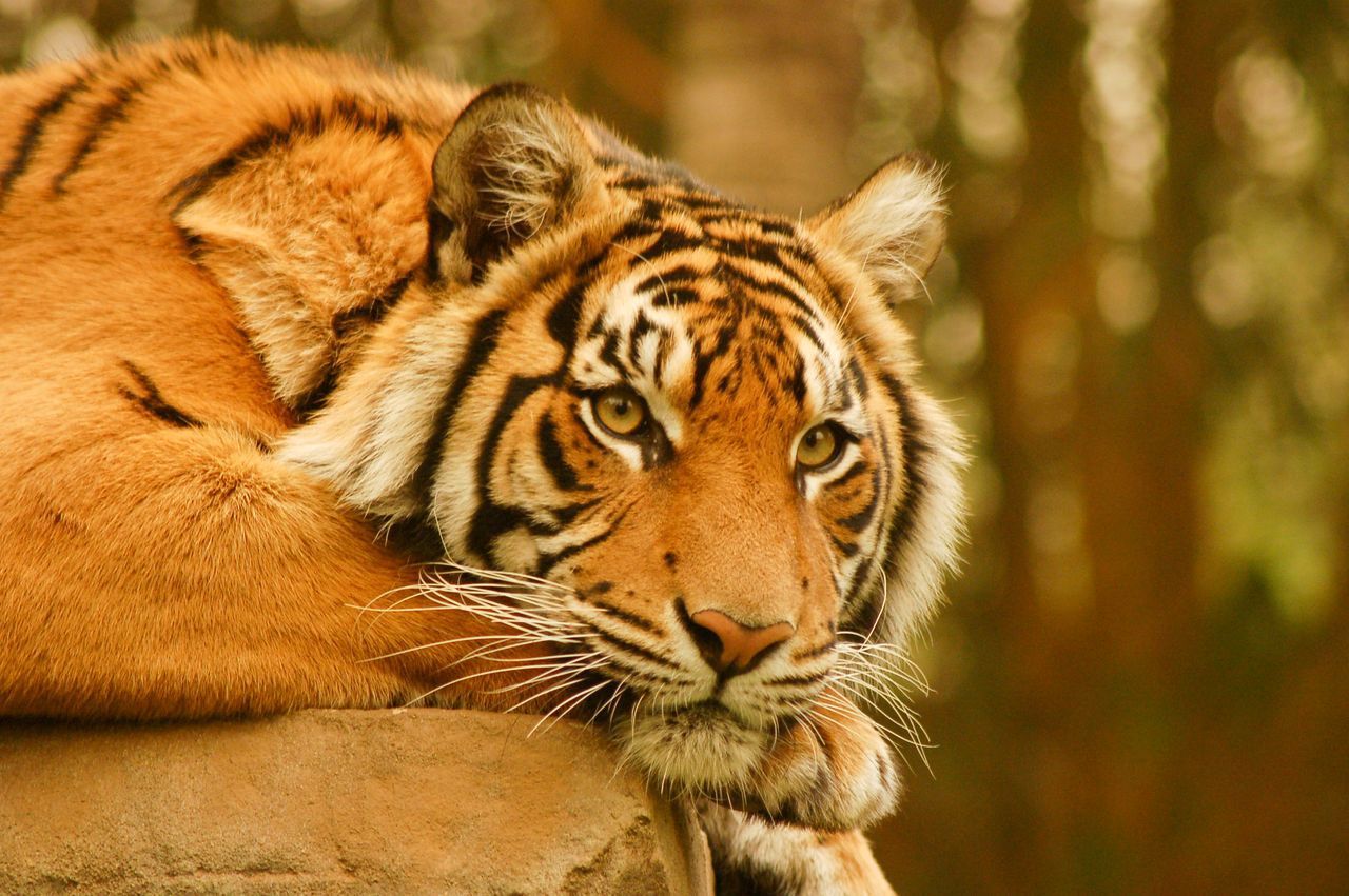 Download mobile wallpaper Tiger, Animal for free.