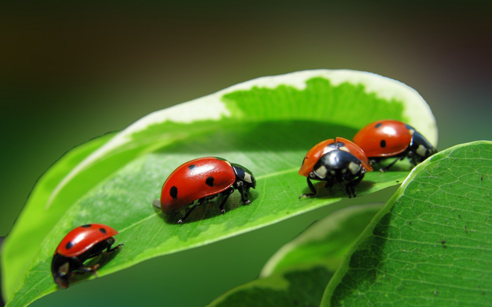 Free download wallpaper Animal, Ladybug on your PC desktop