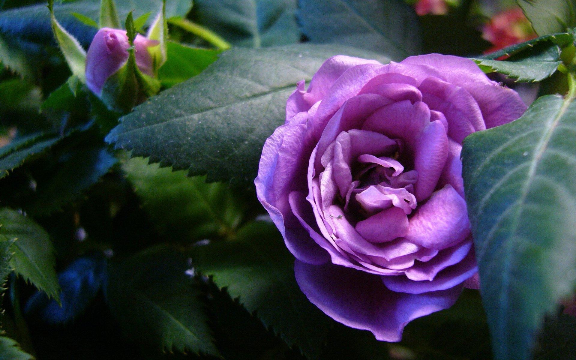 無料モバイル壁紙自然, フラワーズ, 花, 薔薇, 閉じる, 地球, 紫色の花をダウンロードします。