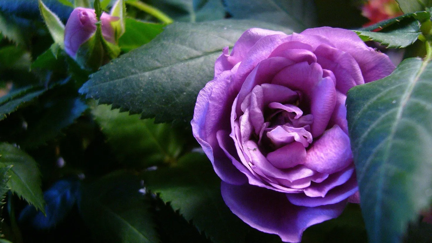 Desktop wallpaper: Earth, Rose, Close Up, Flower, Nature, Purple Flower ...