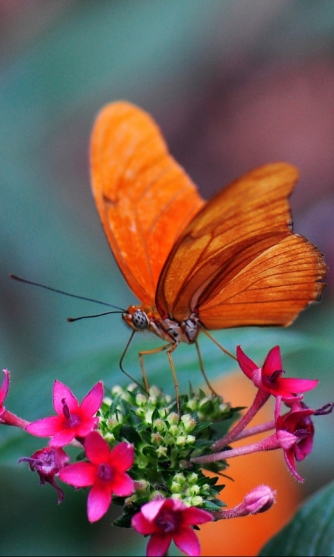 Download mobile wallpaper Butterfly, Animal for free.