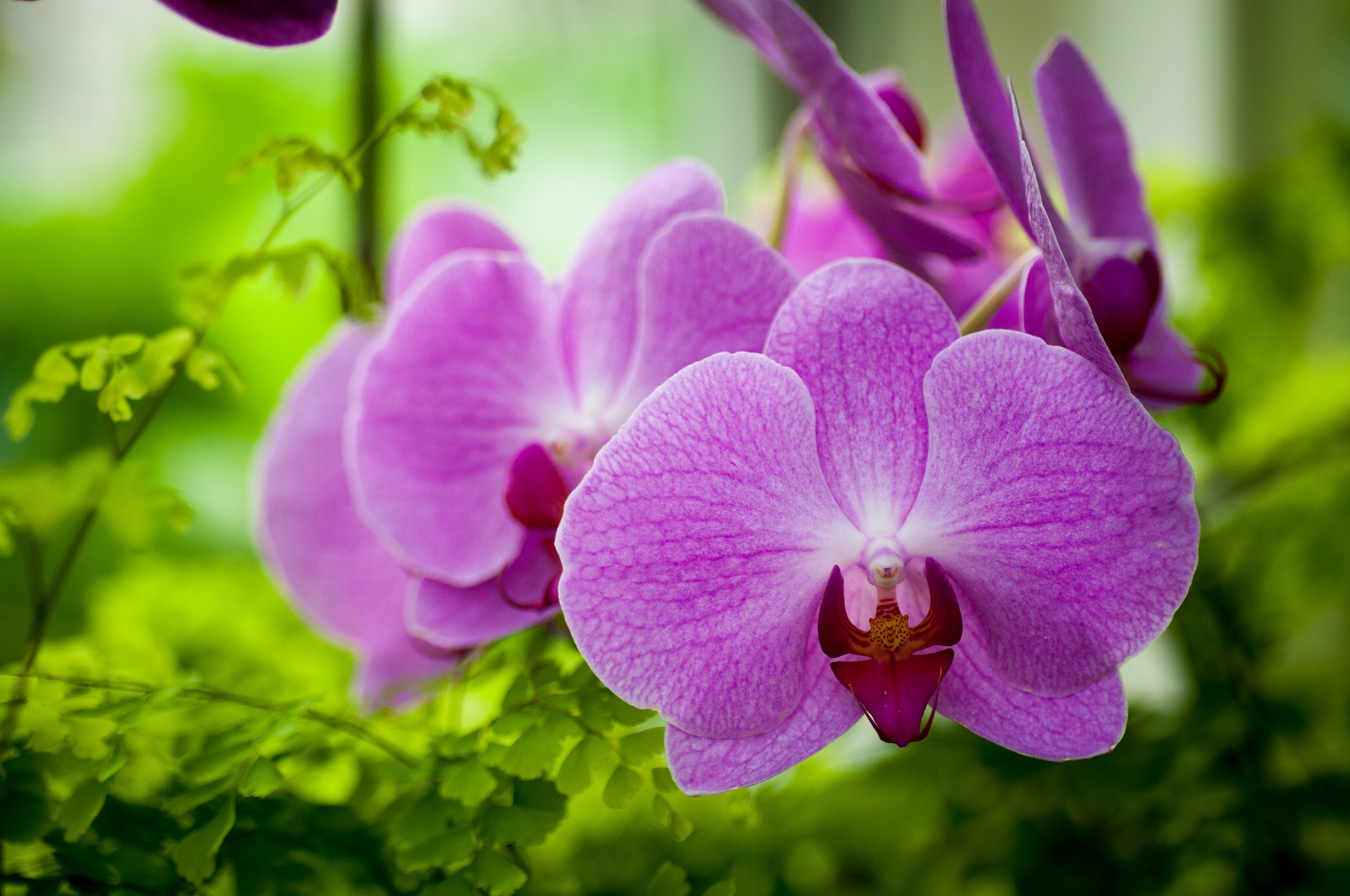 282071 baixar papel de parede terra/natureza, orquídea, flores - protetores de tela e imagens gratuitamente