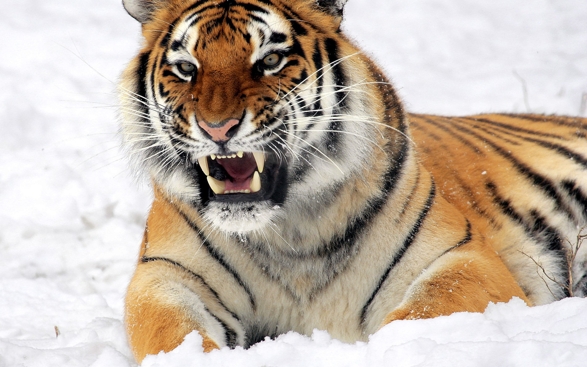 Free download wallpaper Tiger, Animal on your PC desktop