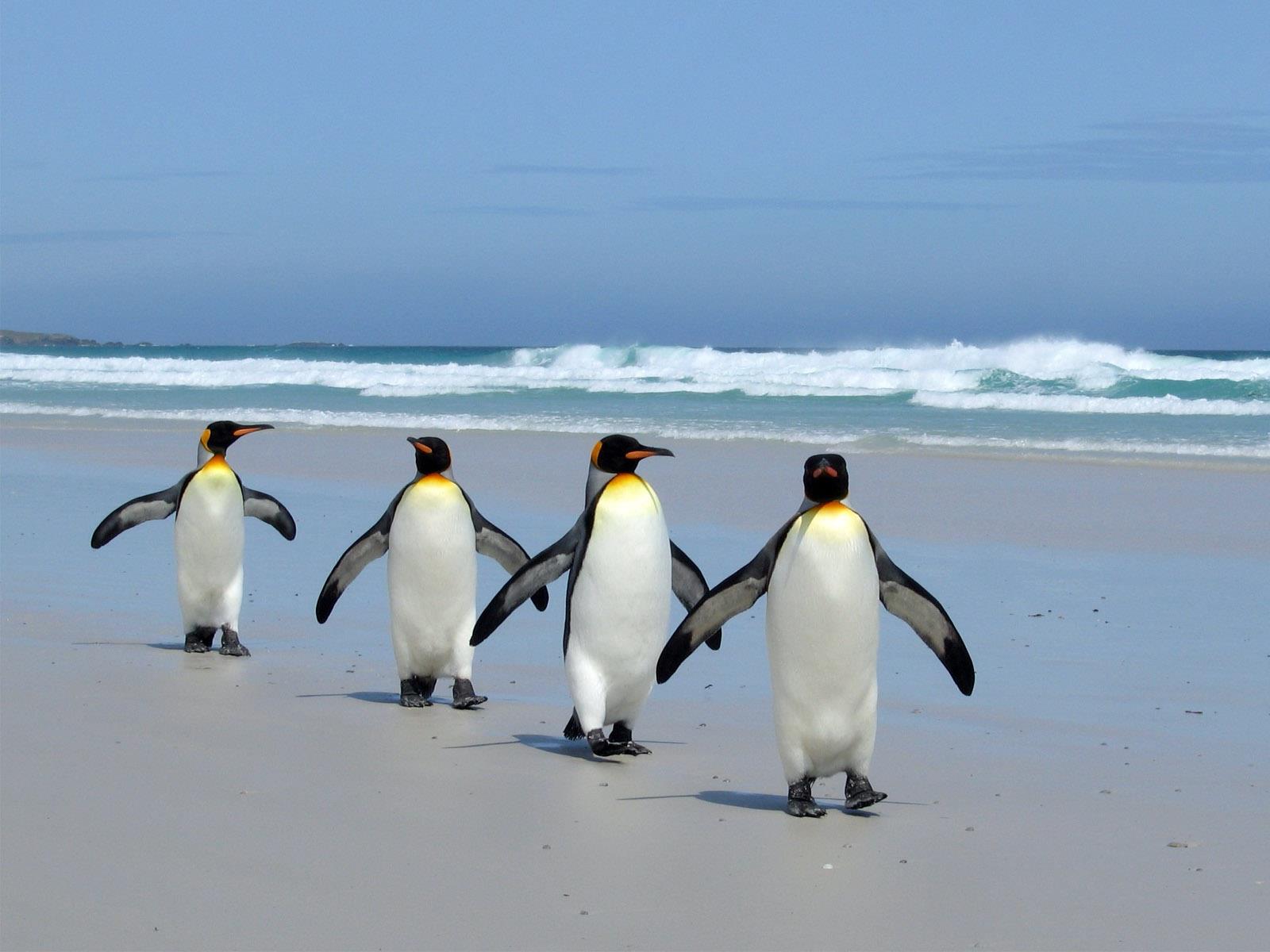 Download mobile wallpaper Birds, Sea, Beach, Sand, Ocean, Animal, Penguin for free.