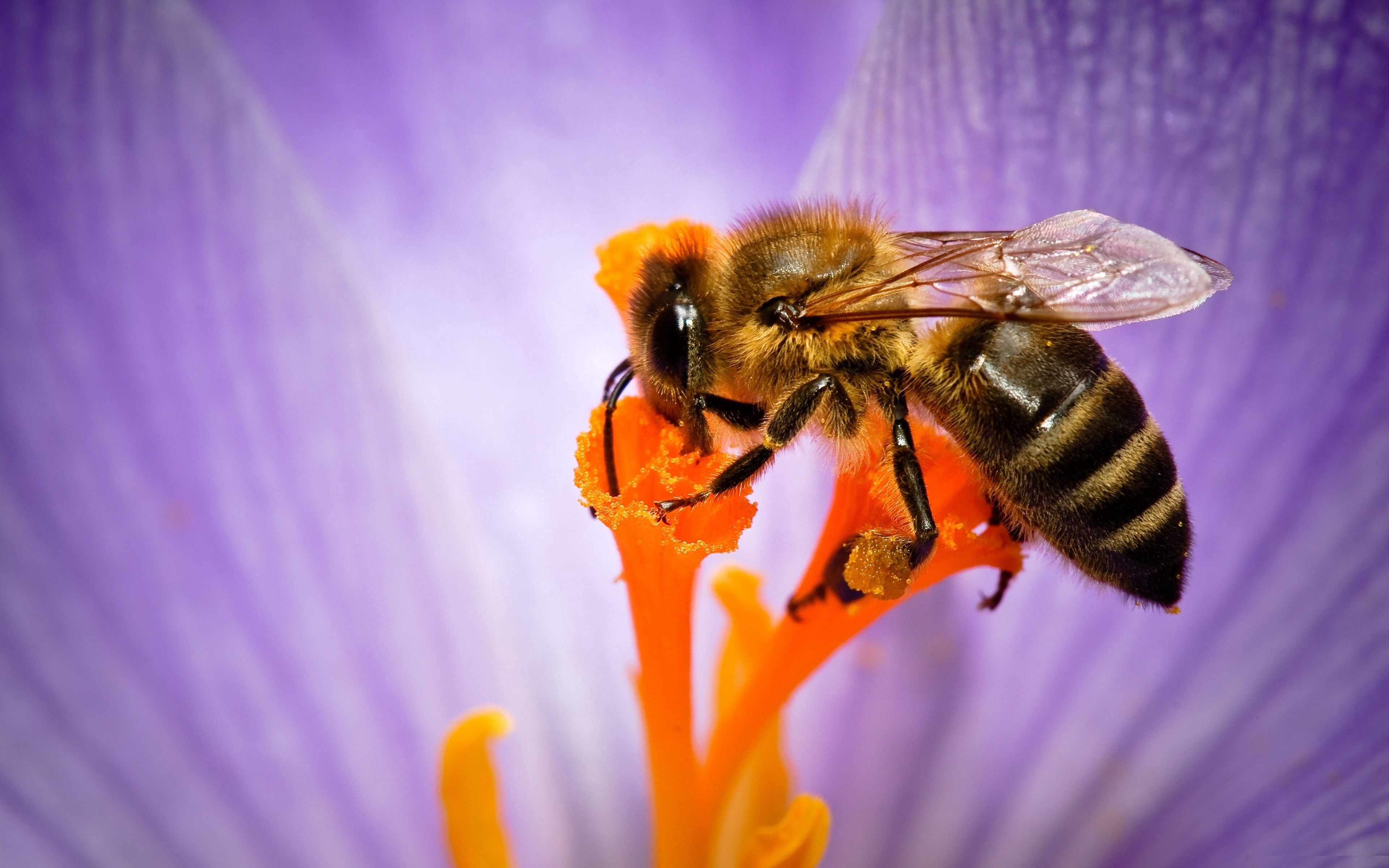 155911 télécharger l'image abeille, fleur, macro, pétales, pollinisation - fonds d'écran et économiseurs d'écran gratuits