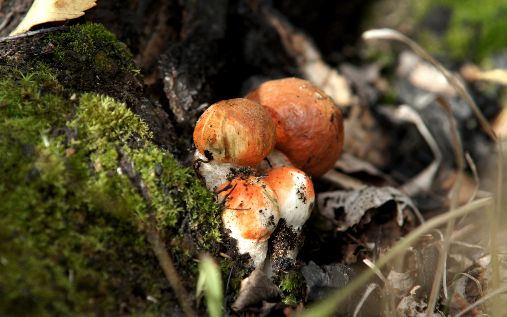 Free download wallpaper Earth, Mushroom on your PC desktop