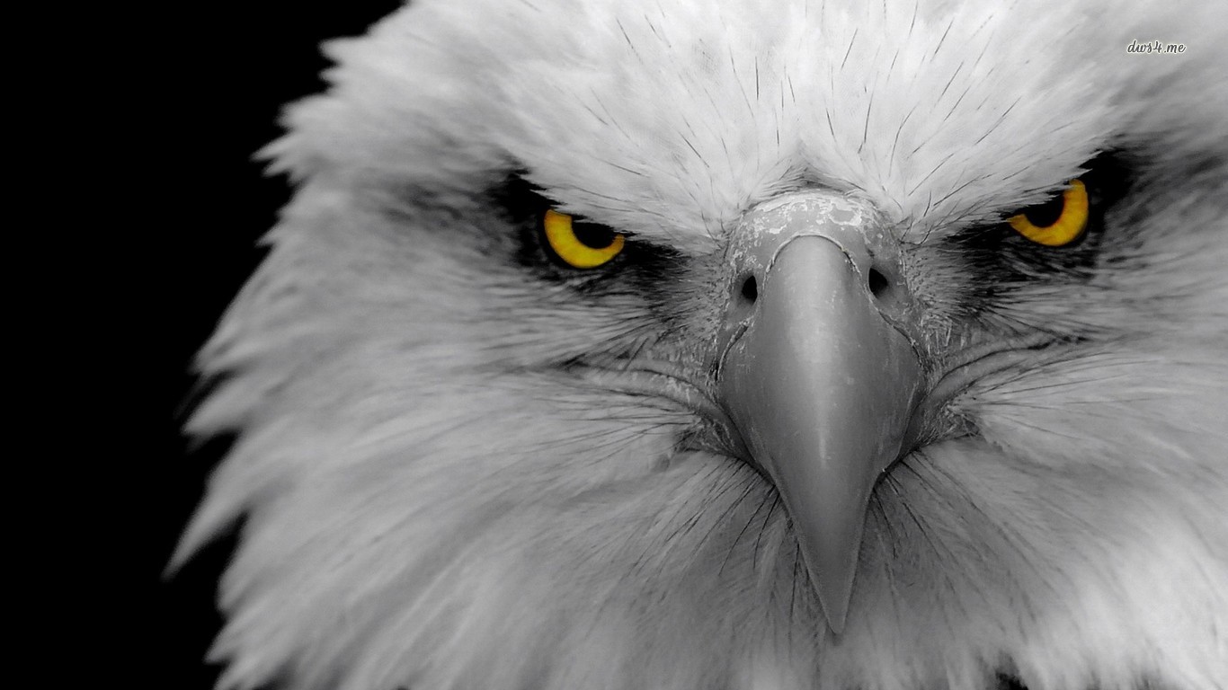 Descarga gratuita de fondo de pantalla para móvil de Águila Calva, Ave, Aves, Animales.