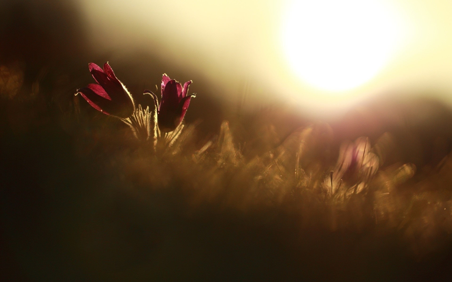 Téléchargez gratuitement l'image Fleurs, Fleur, Terre/nature sur le bureau de votre PC