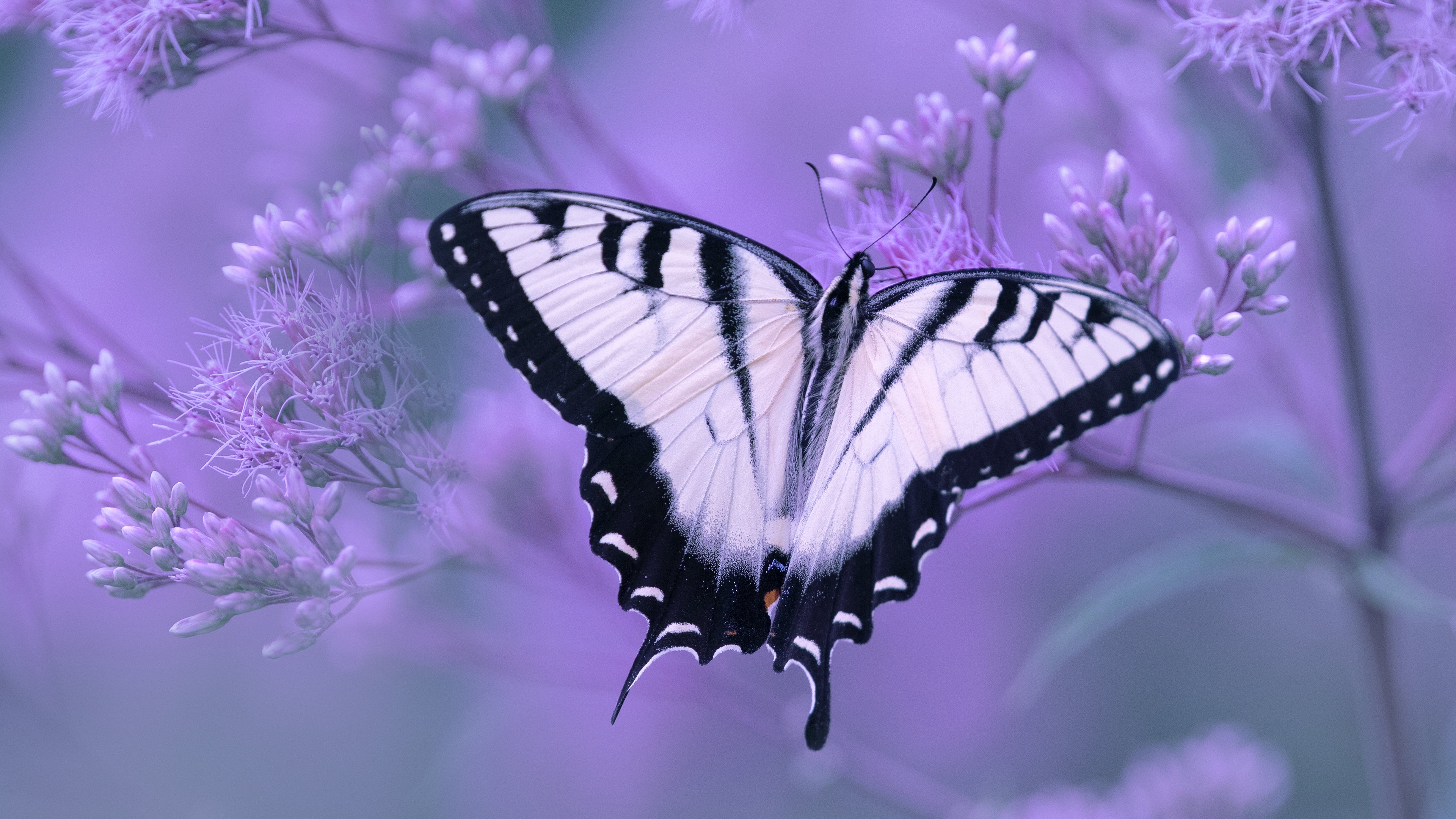 無料モバイル壁紙動物, 蝶, 昆虫, 花, 大きい, アゲハチョウをダウンロードします。