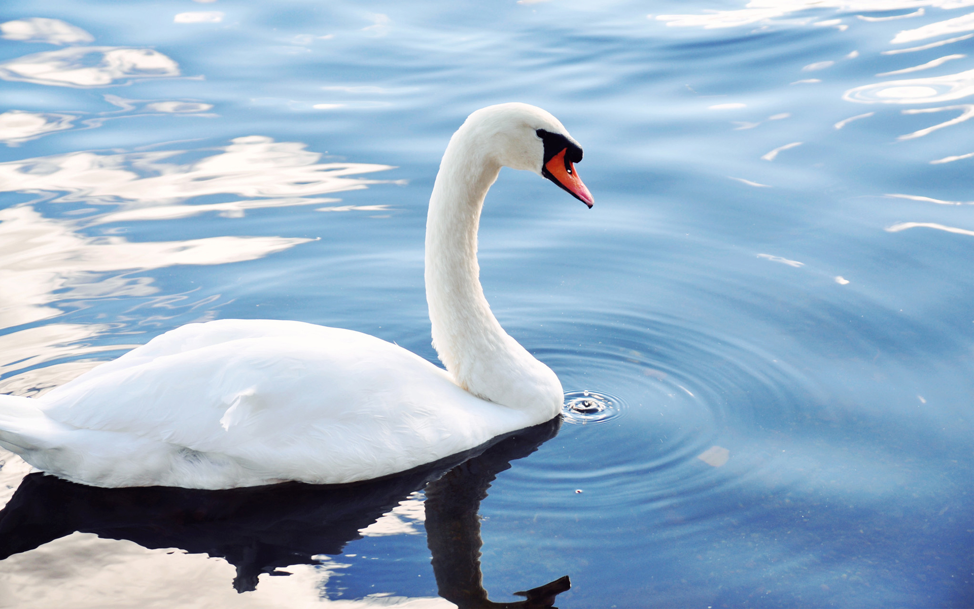 Téléchargez des papiers peints mobile Animaux, Des Oiseaux, Cygne Tuberculé gratuitement.