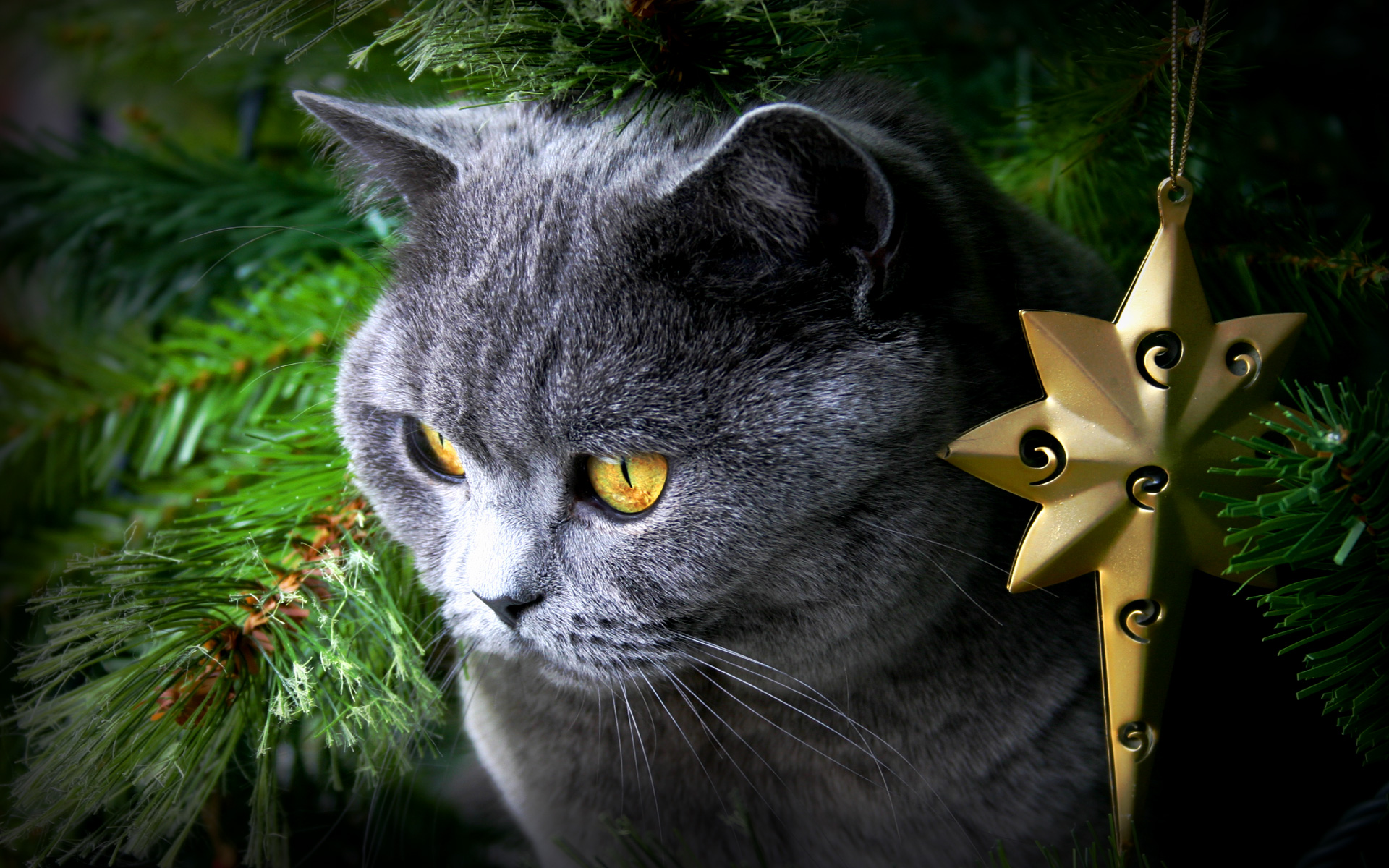 Handy-Wallpaper Tiere, Katzen, Weihnachten, Katze kostenlos herunterladen.