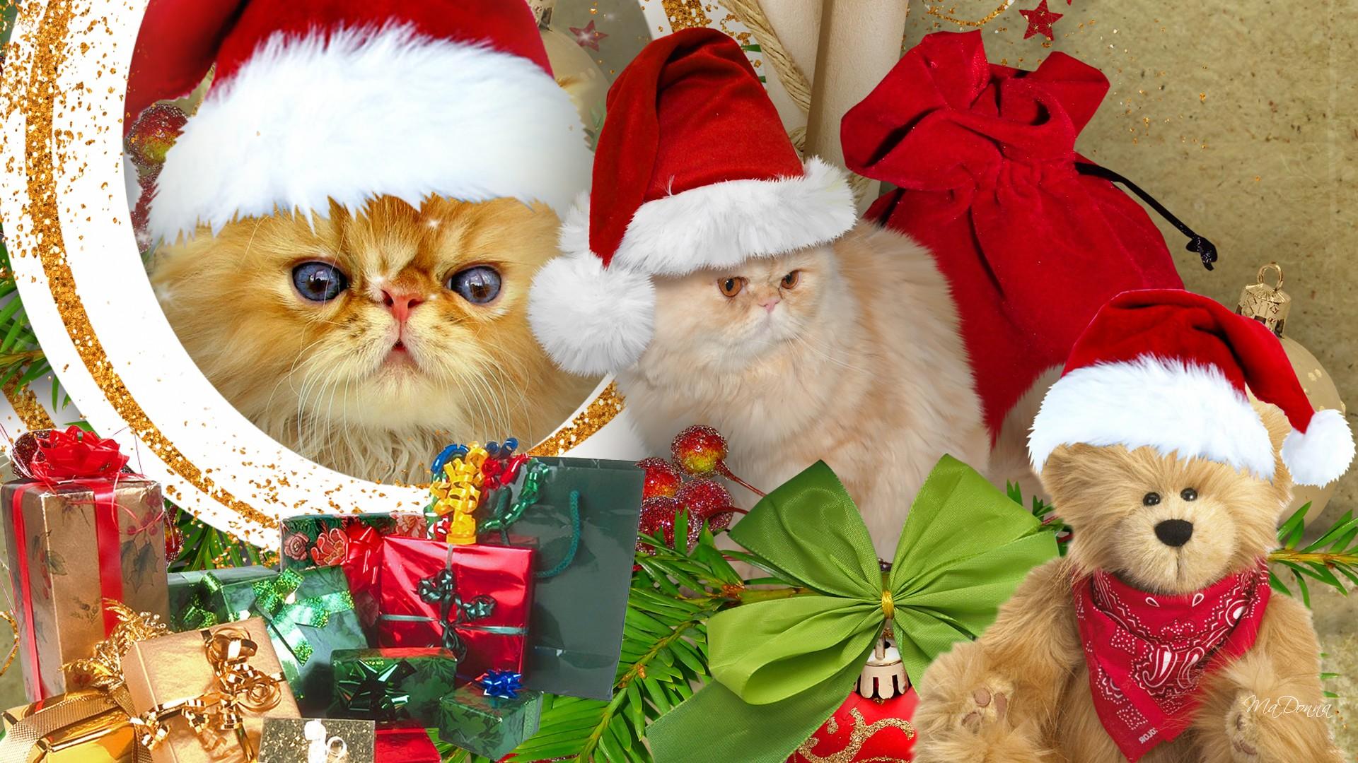 876003 скачать картинку подарки, украшение, праздничные, рождество, кот, персидская кошка, шляпа санты, плюшевый мишка - обои и заставки бесплатно