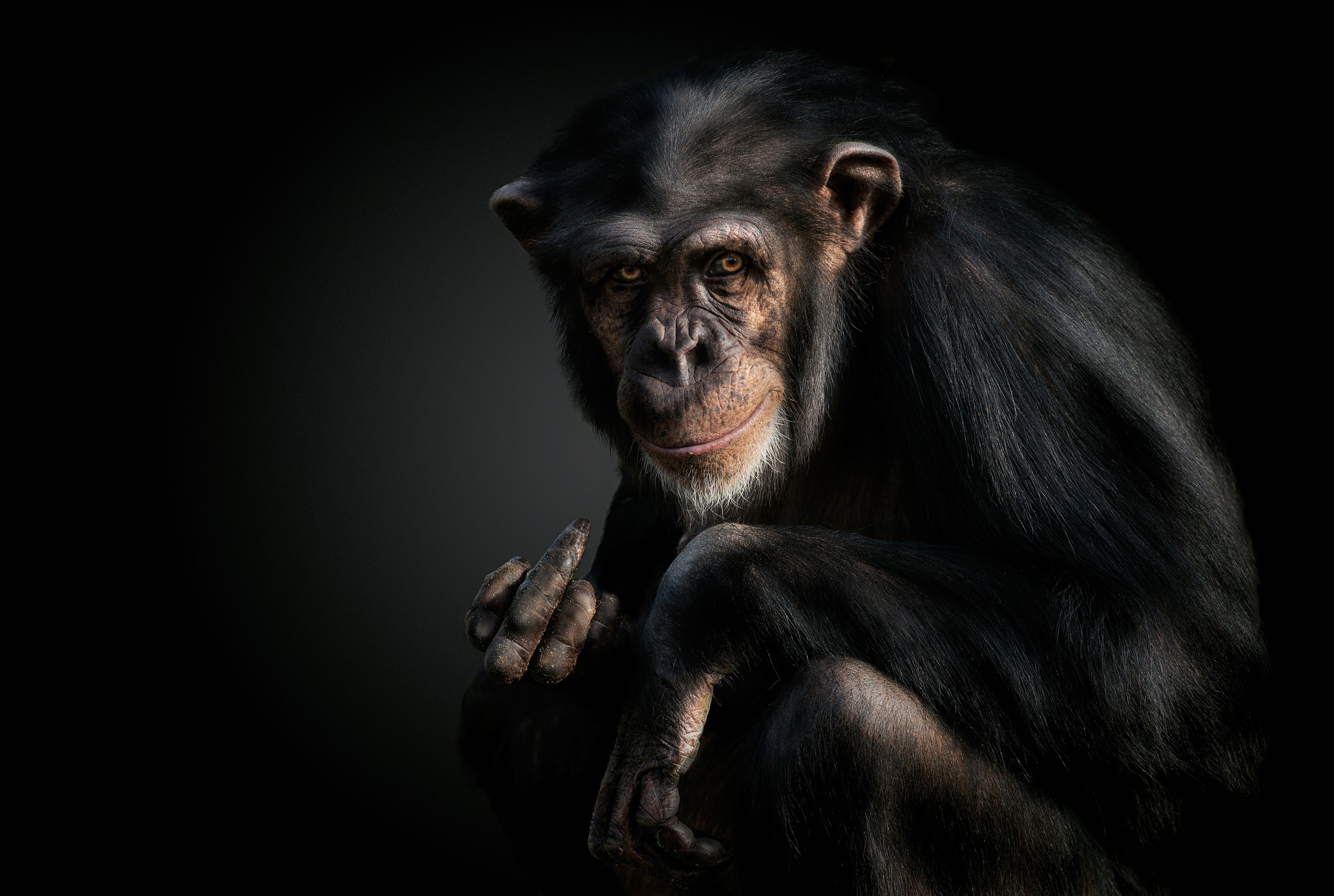 Download mobile wallpaper Monkeys, Monkey, Animal, Primate, Chimpanzee for free.