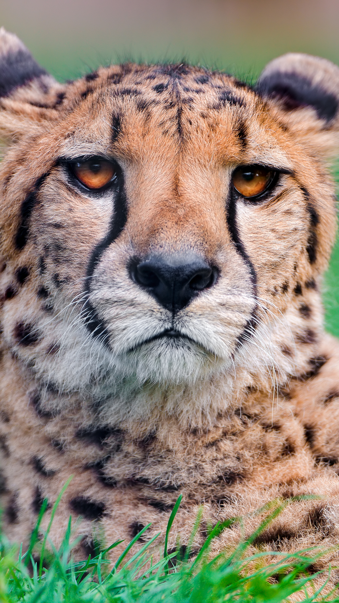 Download mobile wallpaper Cats, Cheetah, Animal for free.