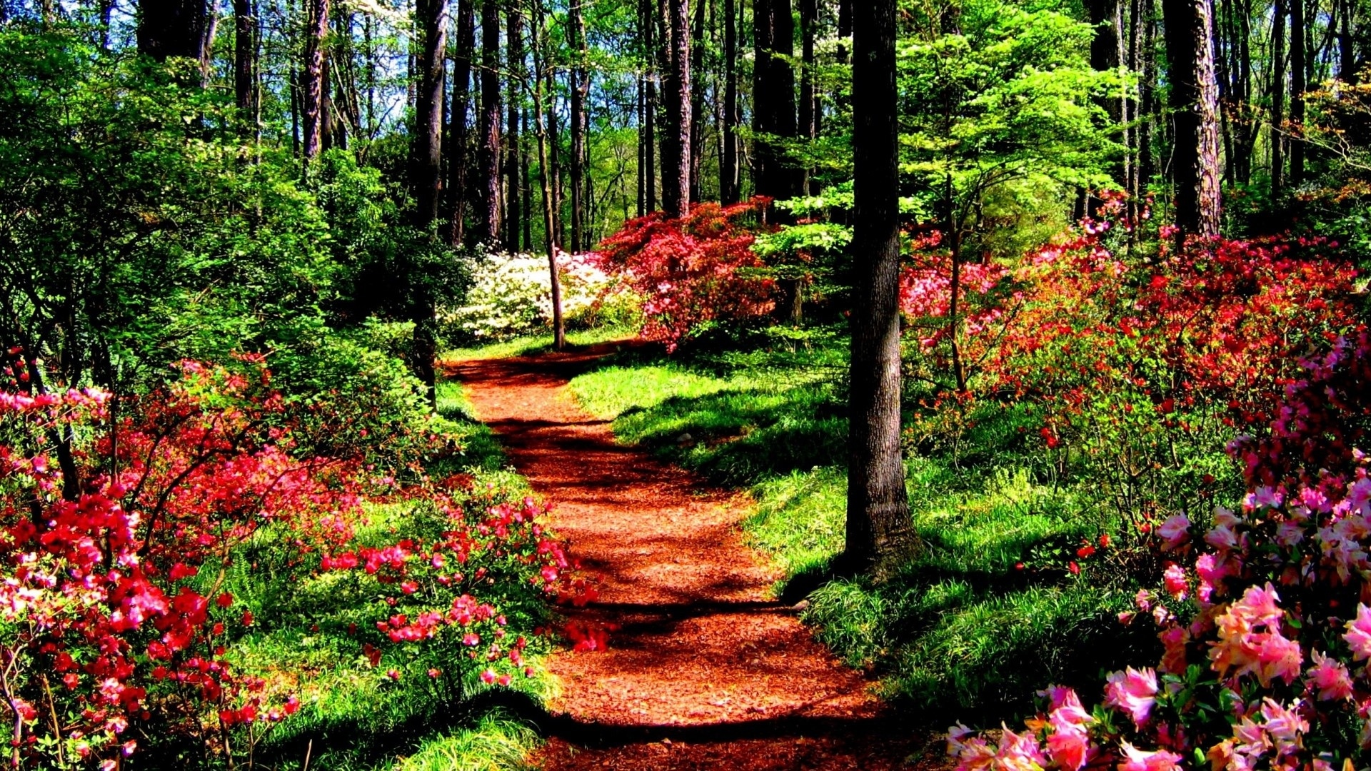 Download mobile wallpaper Nature, Flower, Forest, Vegetation, Earth, Path for free.