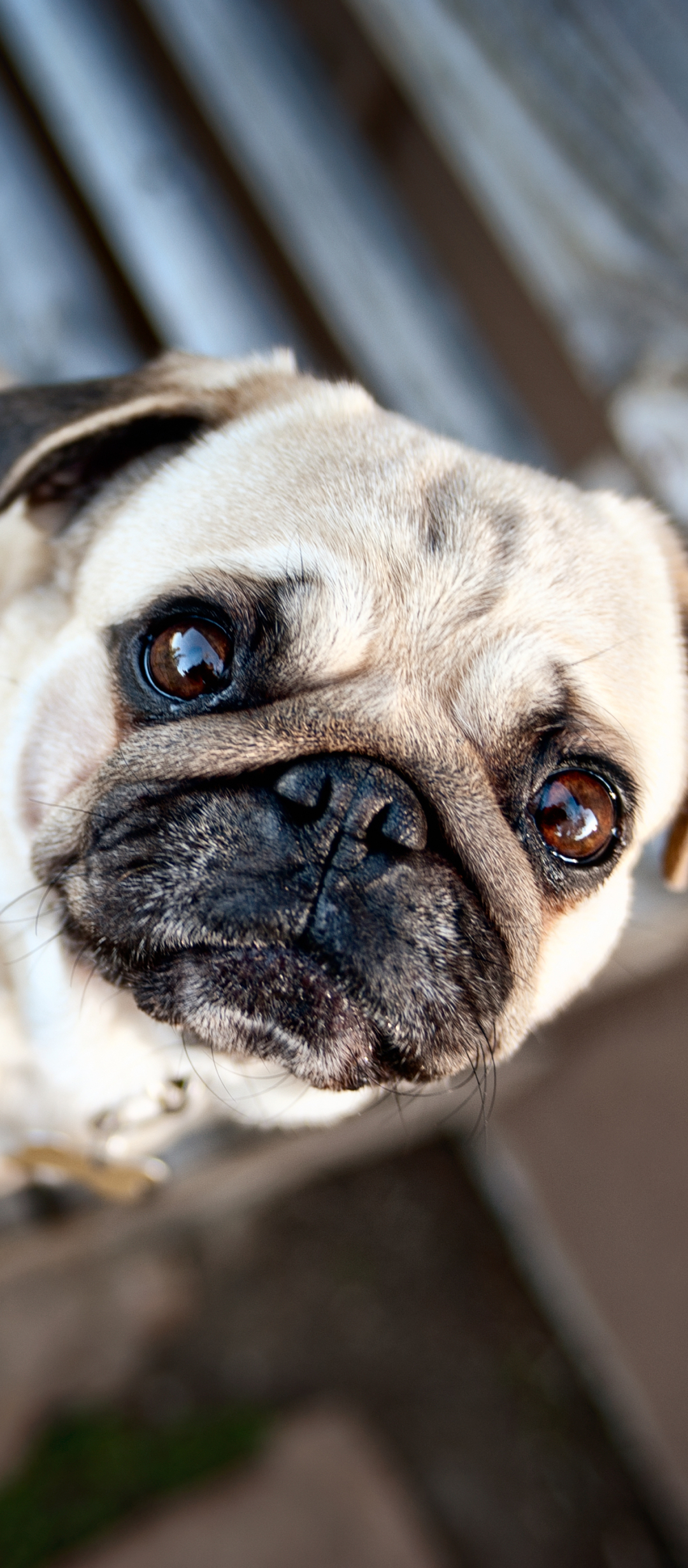 Download mobile wallpaper Dogs, Animal, Pug for free.