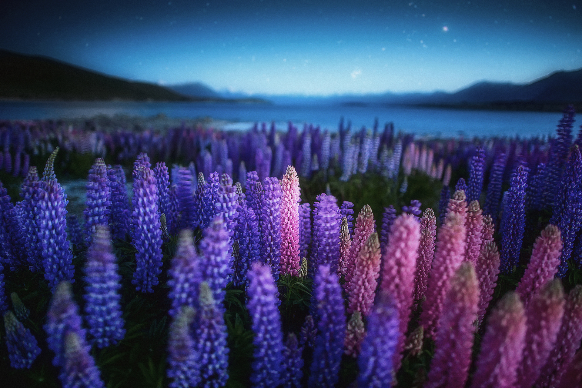 Download mobile wallpaper Night, Flower, Earth, Lupine, Purple Flower, Blue Flower for free.