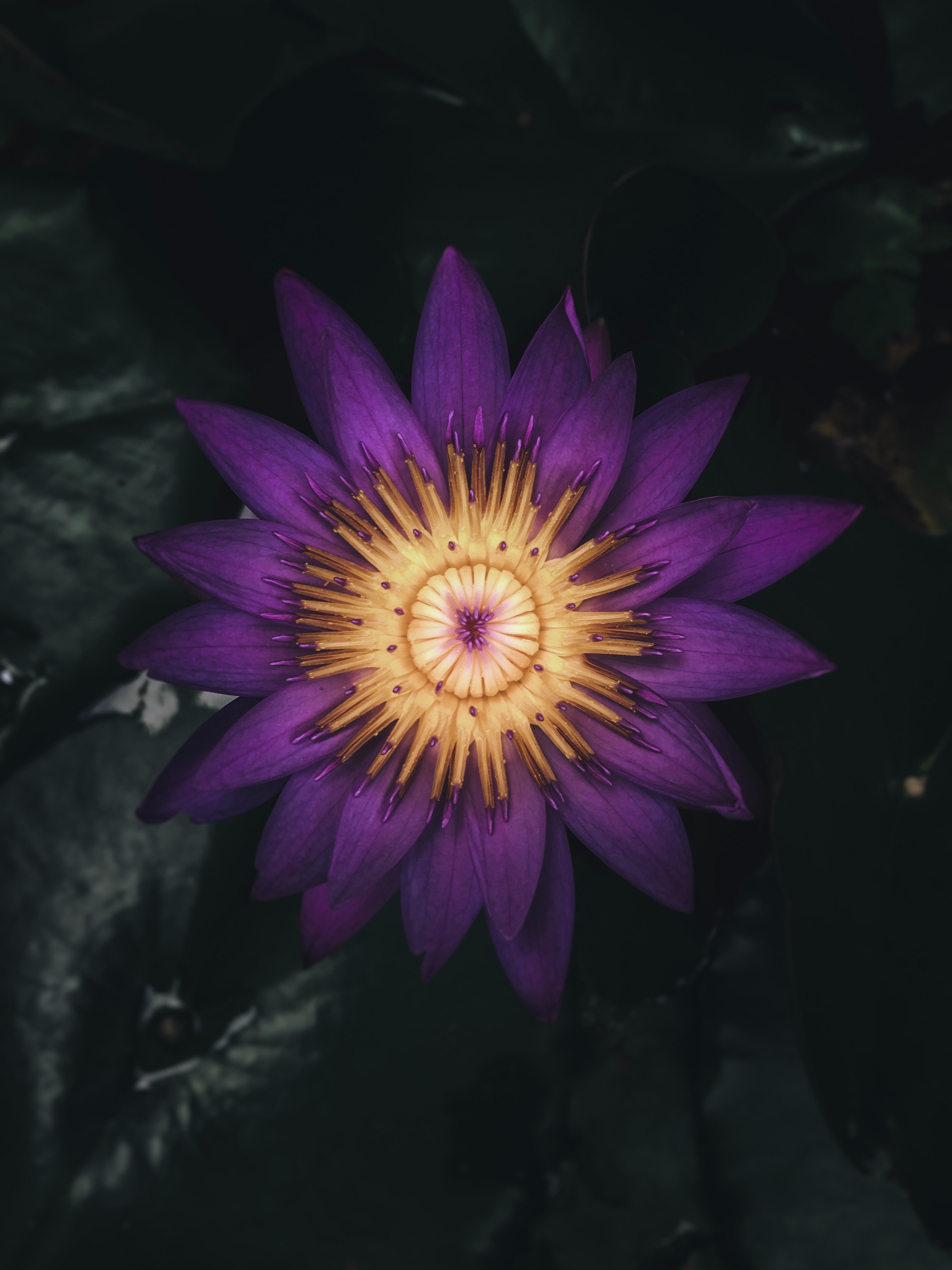 Laden Sie das Lila, Seerose, Blume, Blütenblätter, Pflanze, Dunkel, Blumen-Bild kostenlos auf Ihren PC-Desktop herunter