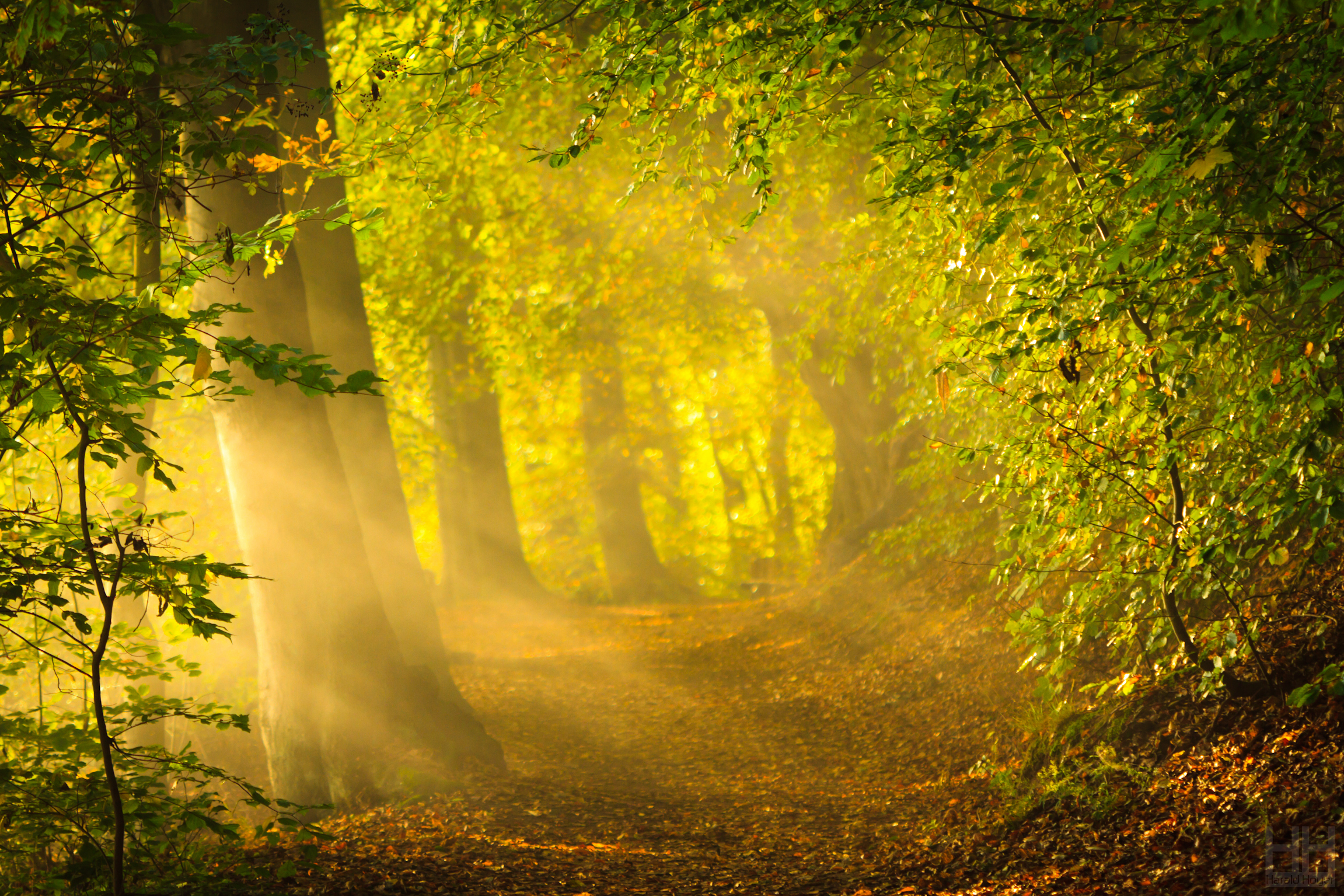 Free download wallpaper Forest, Tree, Leaf, Earth, Path, Sunbeam on your PC desktop