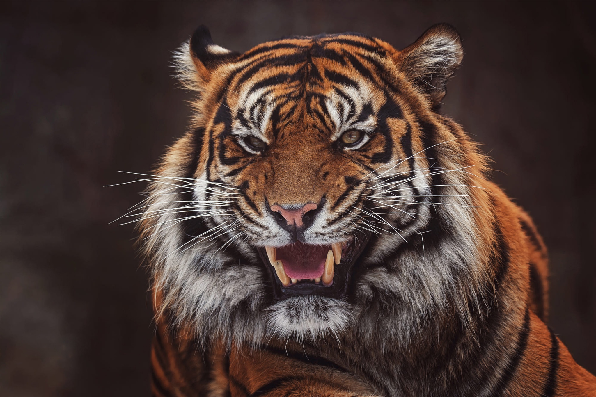 441377 Bild herunterladen tiere, tiger, brüllen, katzen - Hintergrundbilder und Bildschirmschoner kostenlos