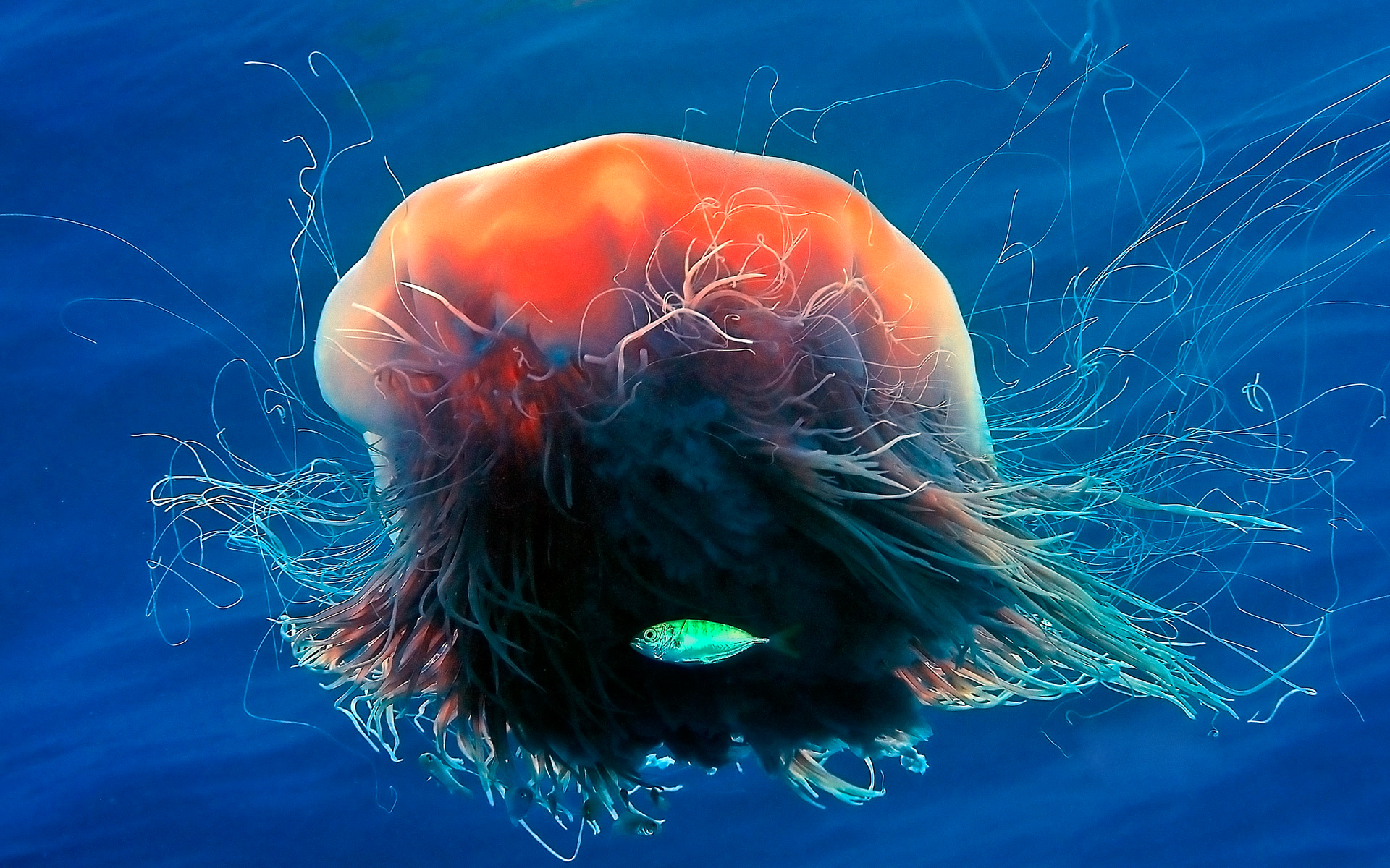 Free download wallpaper Jellyfish, Fishes, Animal, Fish, Underwater on your PC desktop