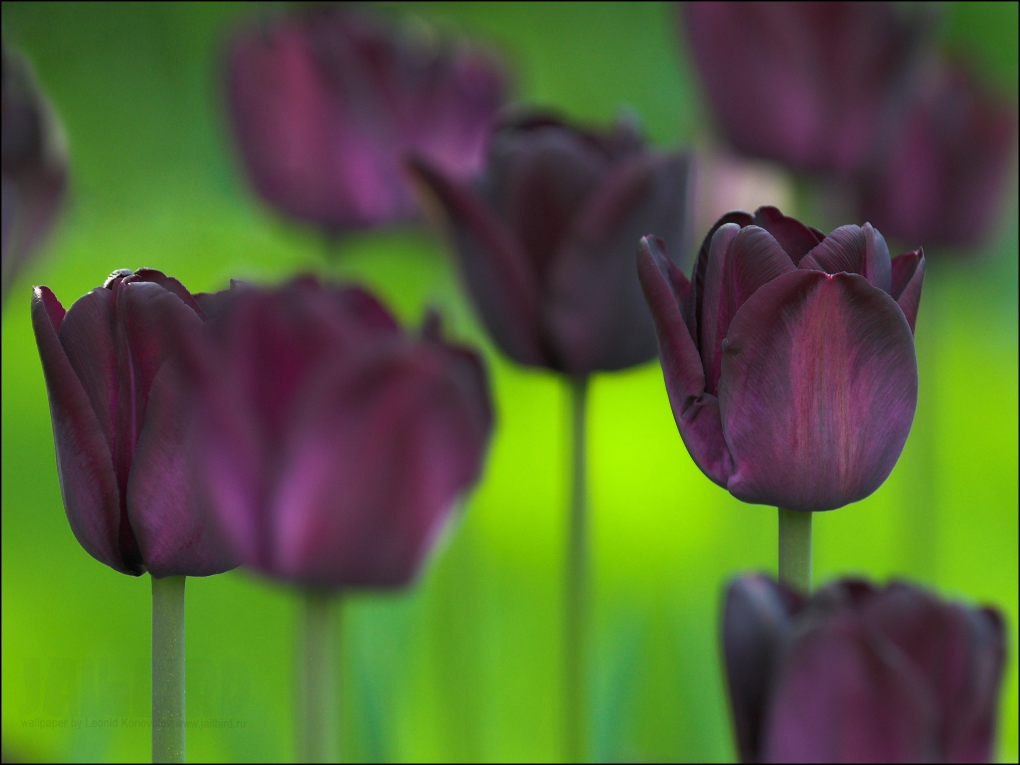 Download mobile wallpaper Smooth, Greens, Flowers, Nature, Tulips, Blur for free.
