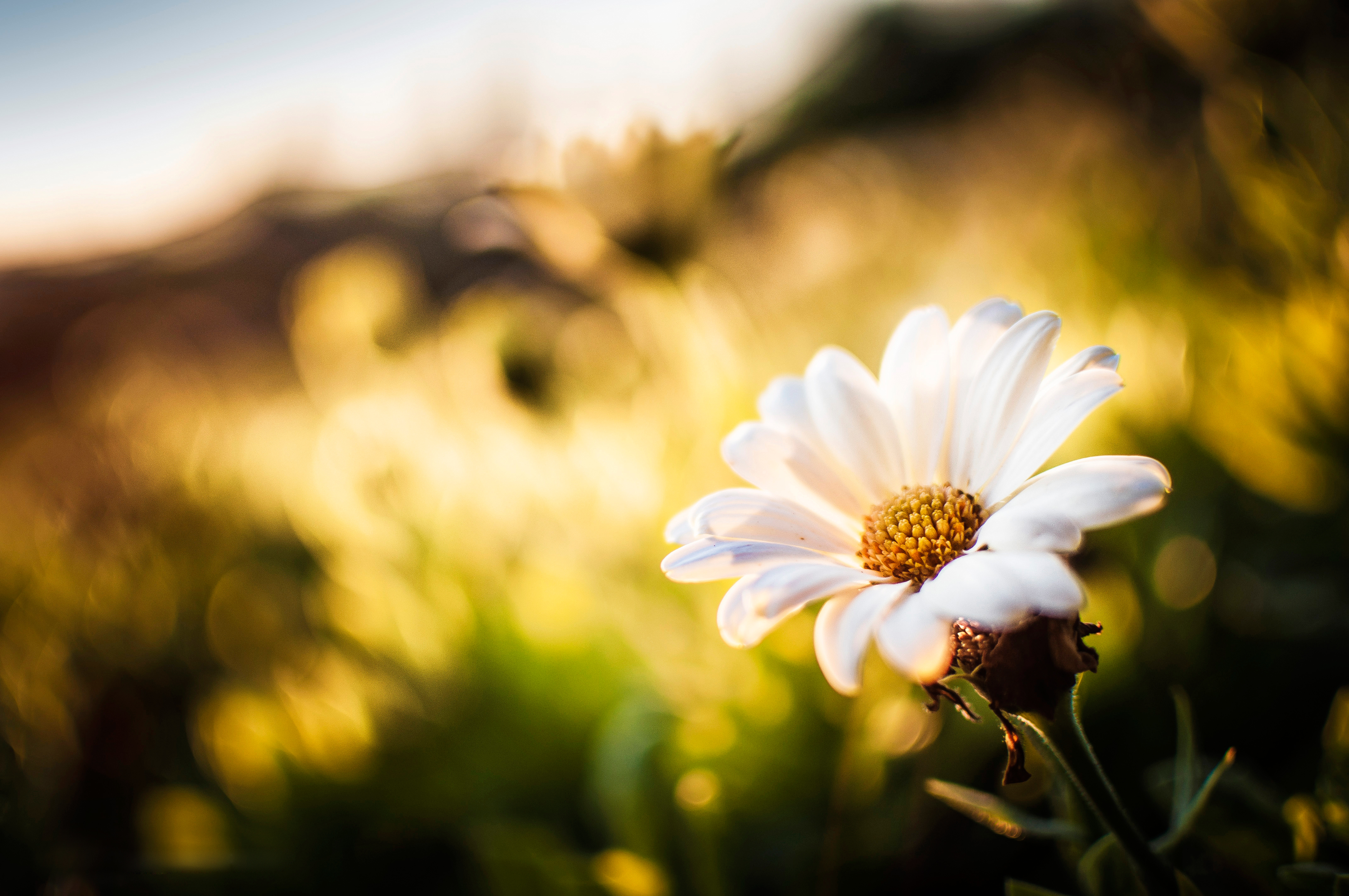 Download mobile wallpaper Nature, Flowers, Camomile, Flower, Earth, Bokeh, Sunny, White Flower for free.