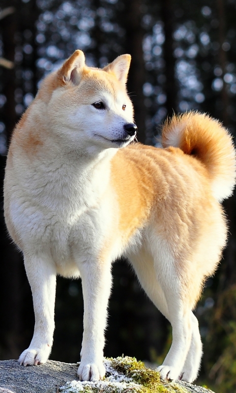 Download mobile wallpaper Dogs, Animal, Shiba Inu for free.