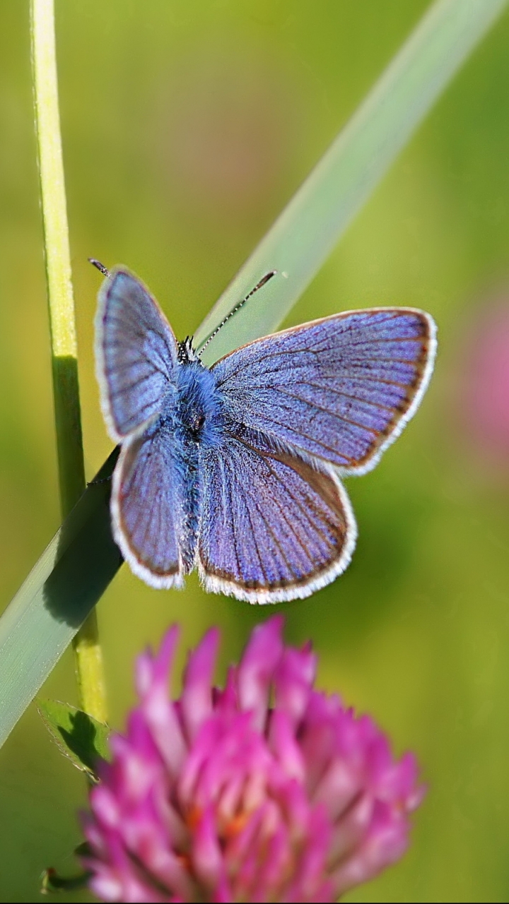 Descarga gratuita de fondo de pantalla para móvil de Animales, Mariposa.