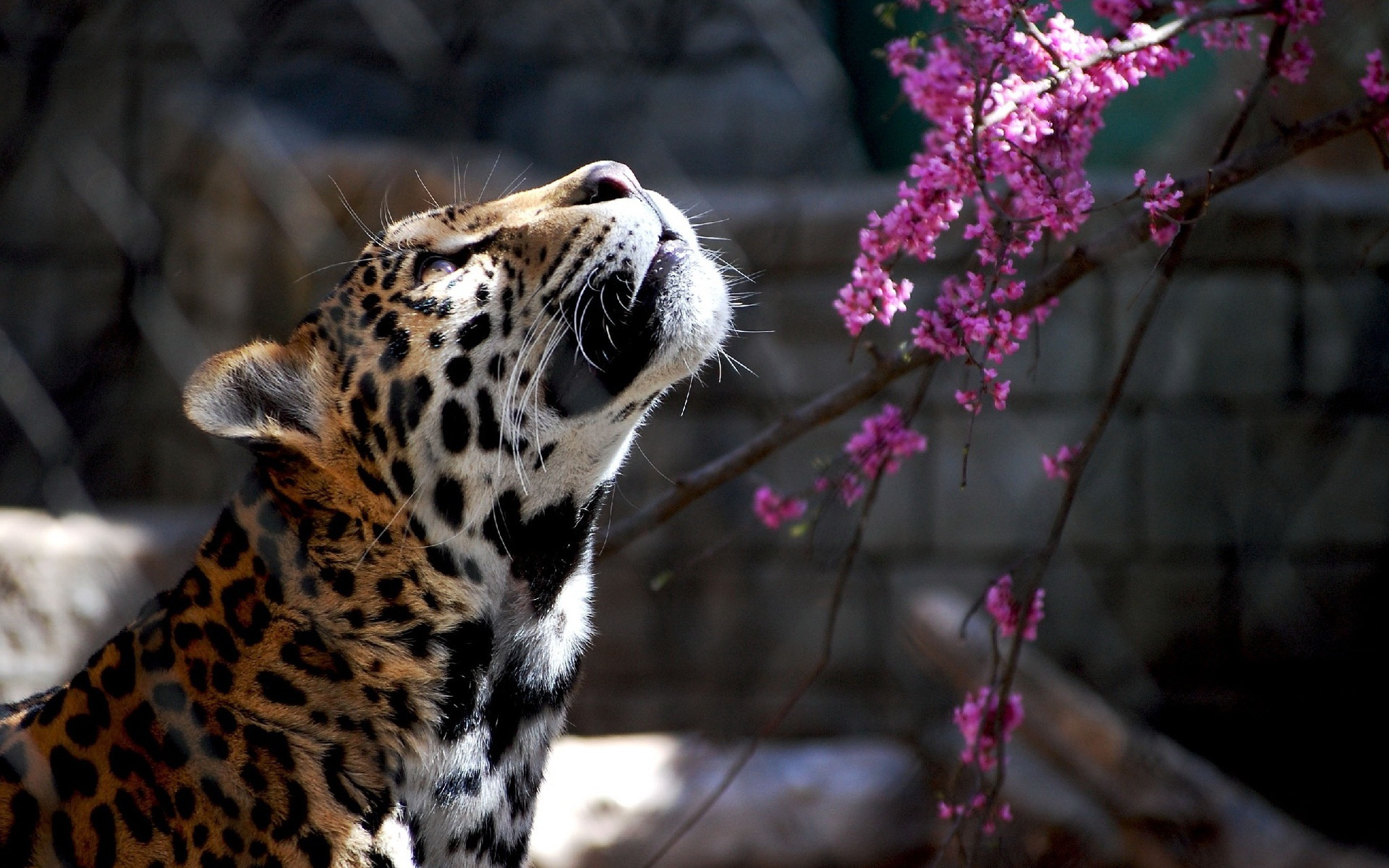 Free download wallpaper Cats, Leopard, Animal on your PC desktop