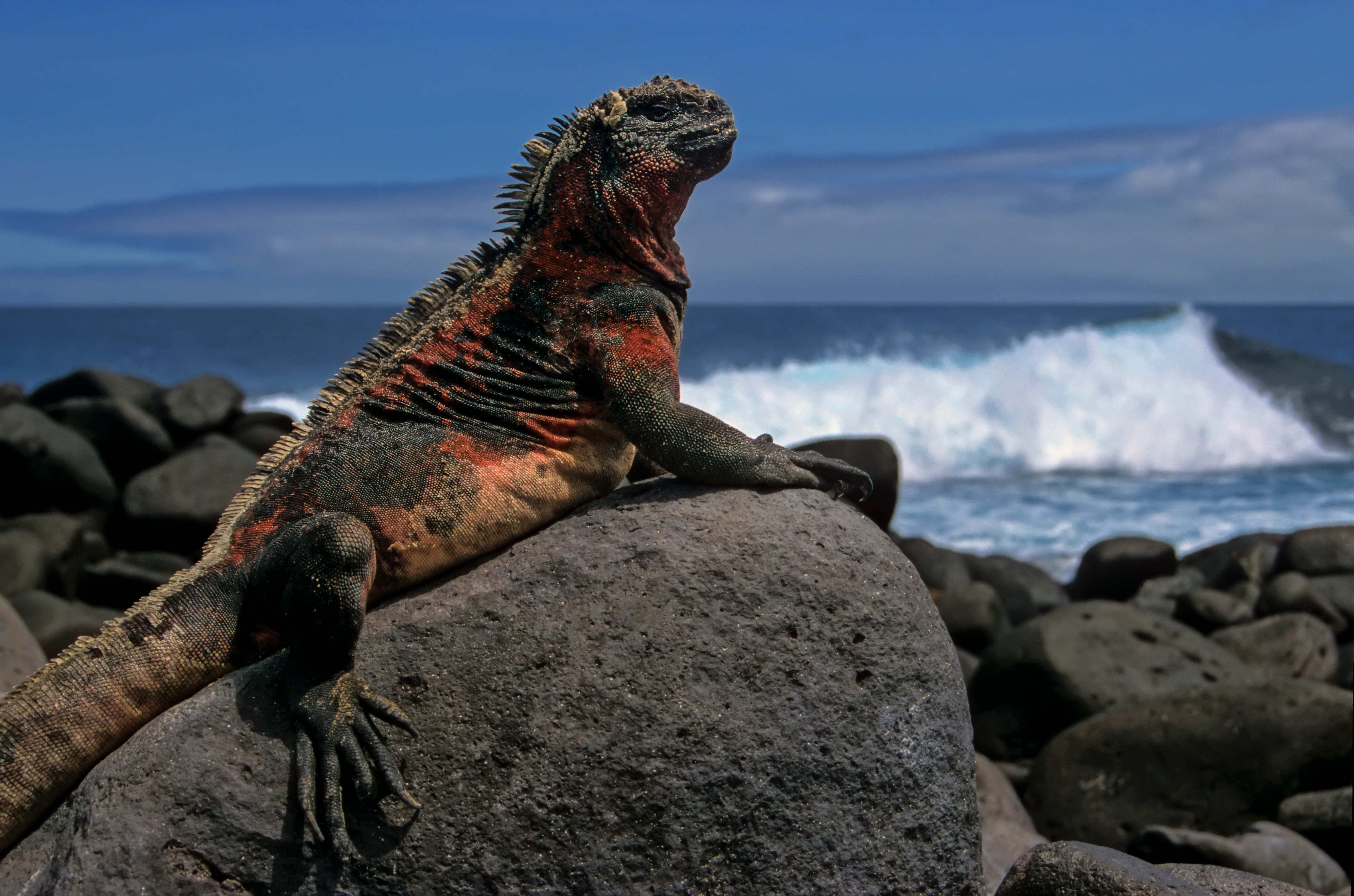 Free download wallpaper Animals, Rock, Lizard, Sea, Stone on your PC desktop