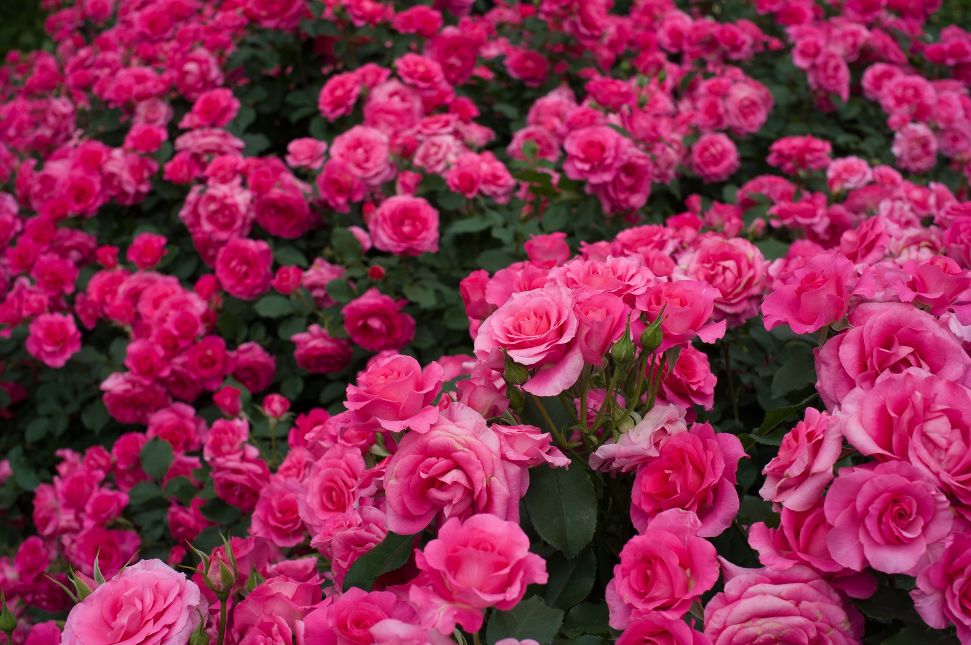 無料モバイル壁紙自然, フラワーズ, 花, 薔薇, 地球, ピンクの花, ピンクのバラ, ローズブッシュをダウンロードします。