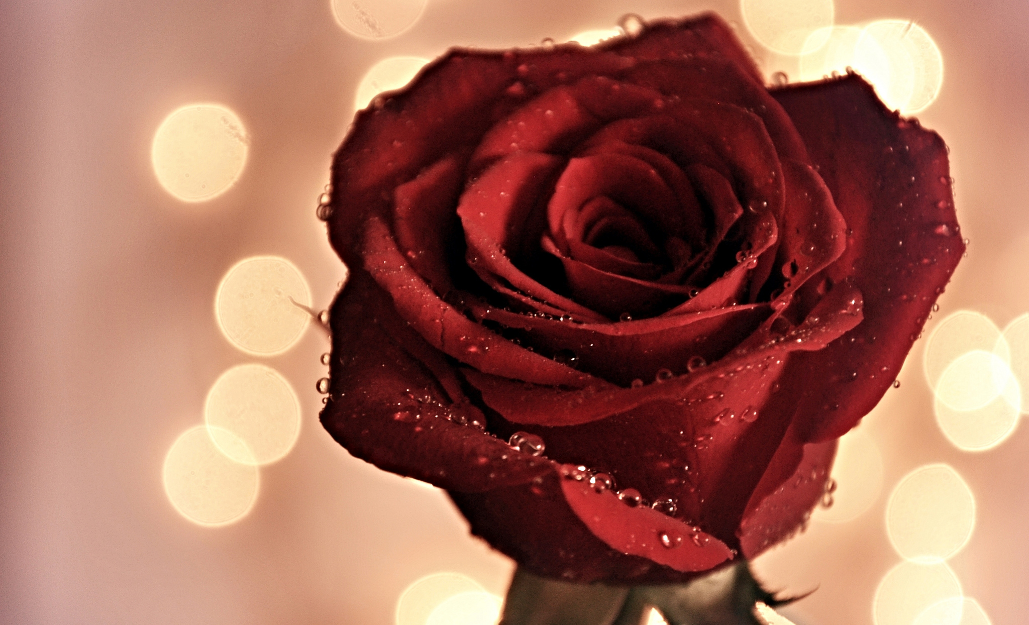 Download mobile wallpaper Flowers, Flower, Macro, Rose, Earth, Red Rose, Water Drop for free.