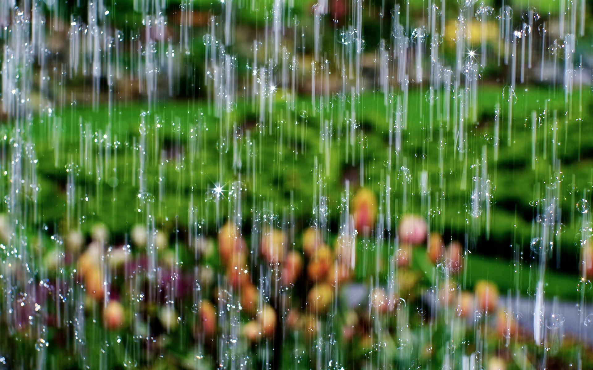 Free download wallpaper Rain, Flower, Photography on your PC desktop