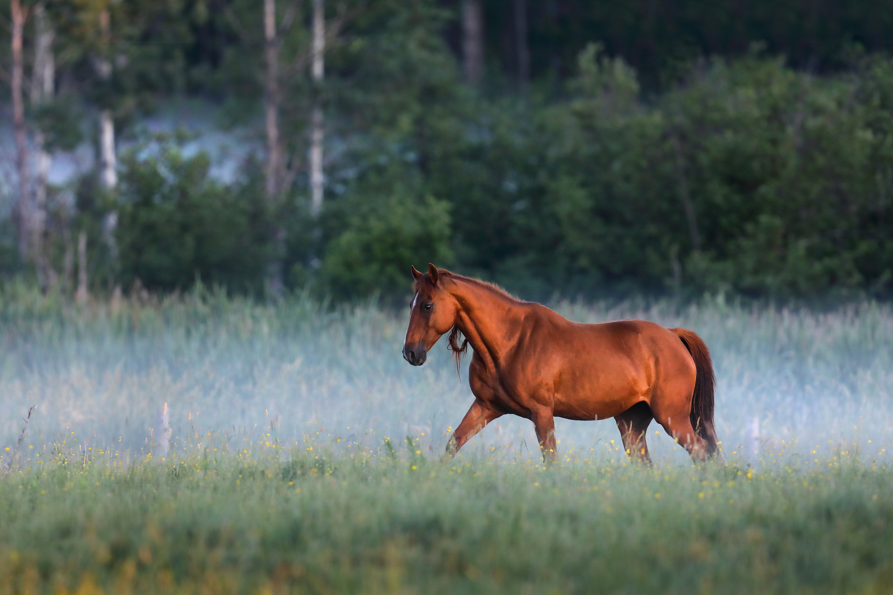 Handy-Wallpaper Tiere, Hauspferd kostenlos herunterladen.