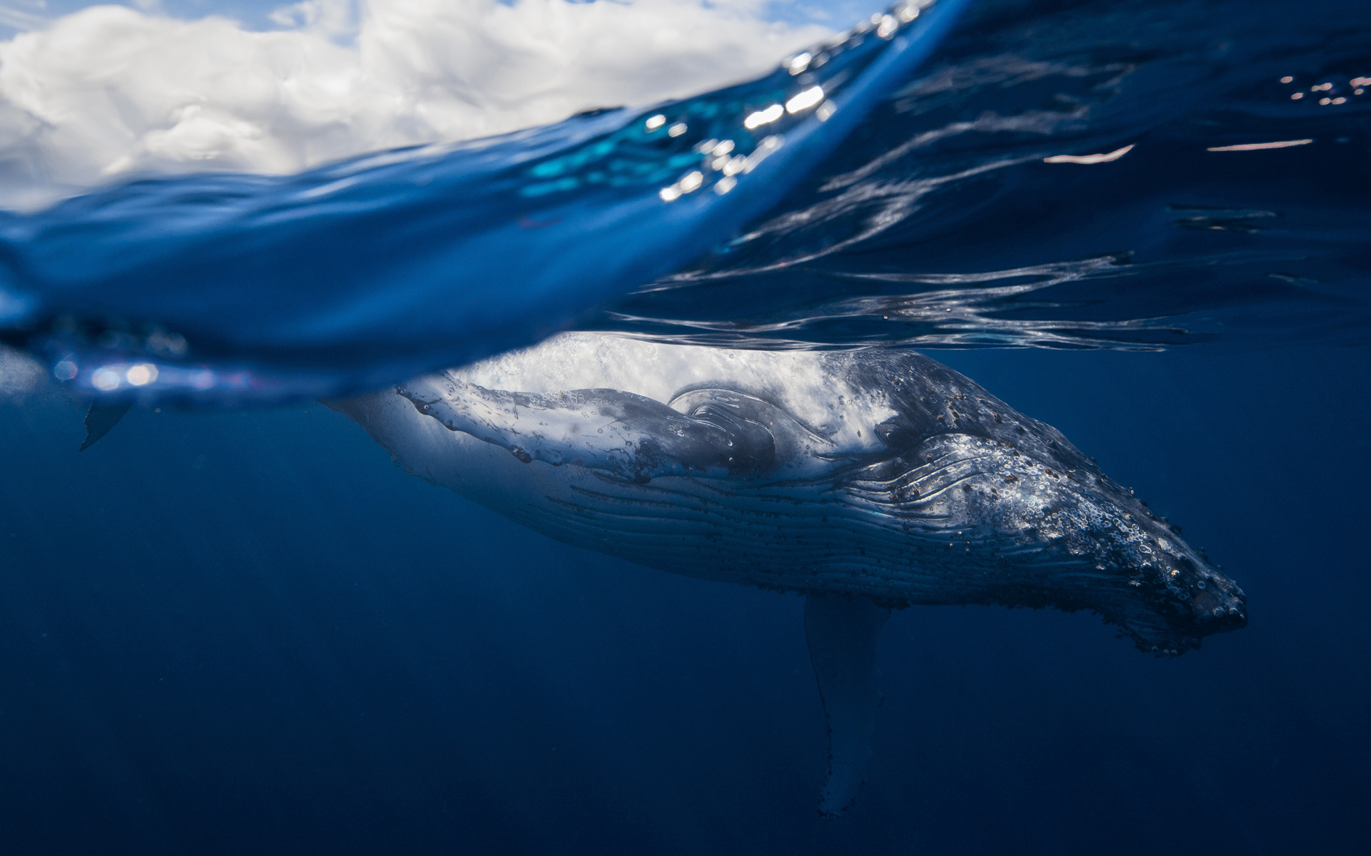 856310壁紙のダウンロード動物, 鯨, 海の生物, 水中-スクリーンセーバーと写真を無料で