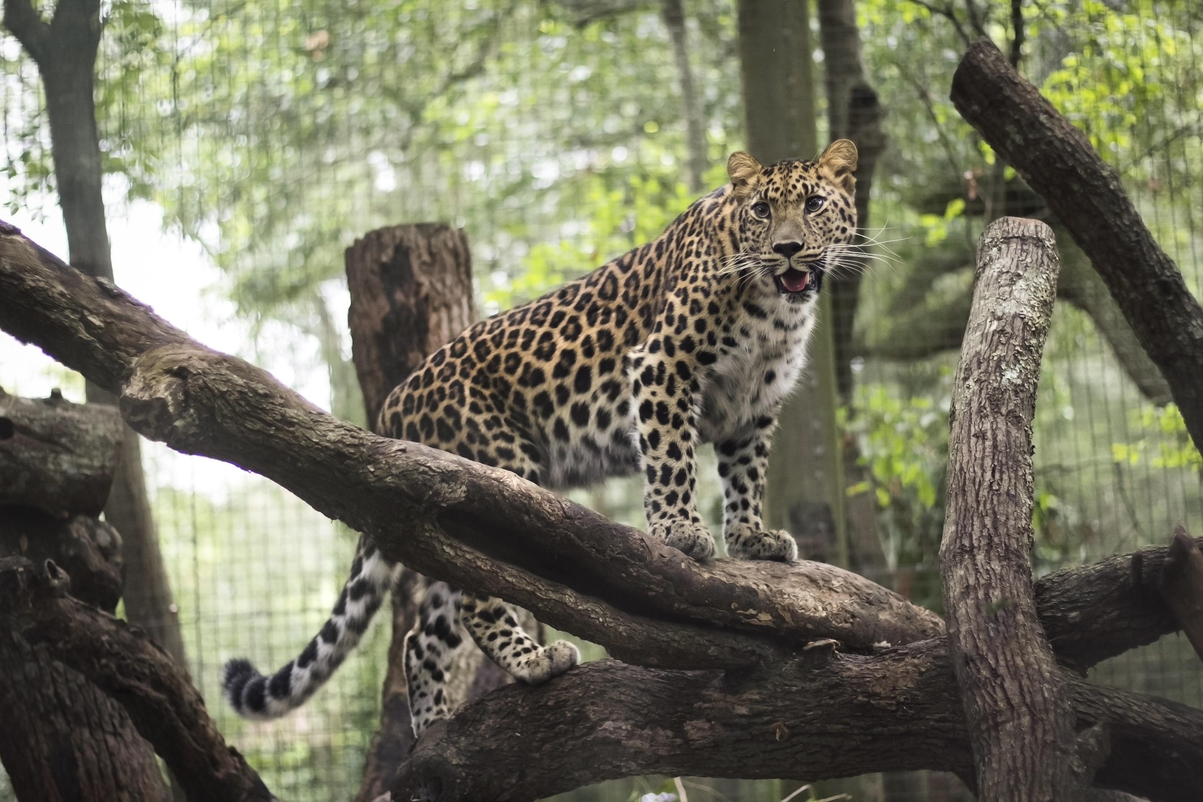 69440 baixar imagens animais, leopardo, predator, predador, gato selvagem, gato bravo, jardim zoológico - papéis de parede e protetores de tela gratuitamente