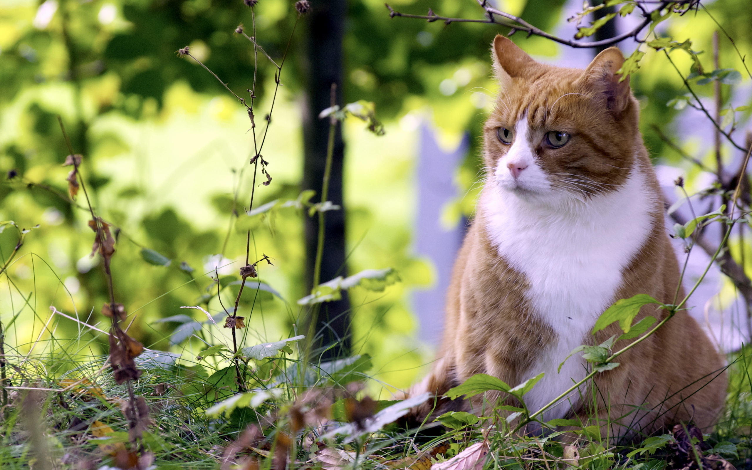 PCデスクトップにネコ, 猫, 動物画像を無料でダウンロード