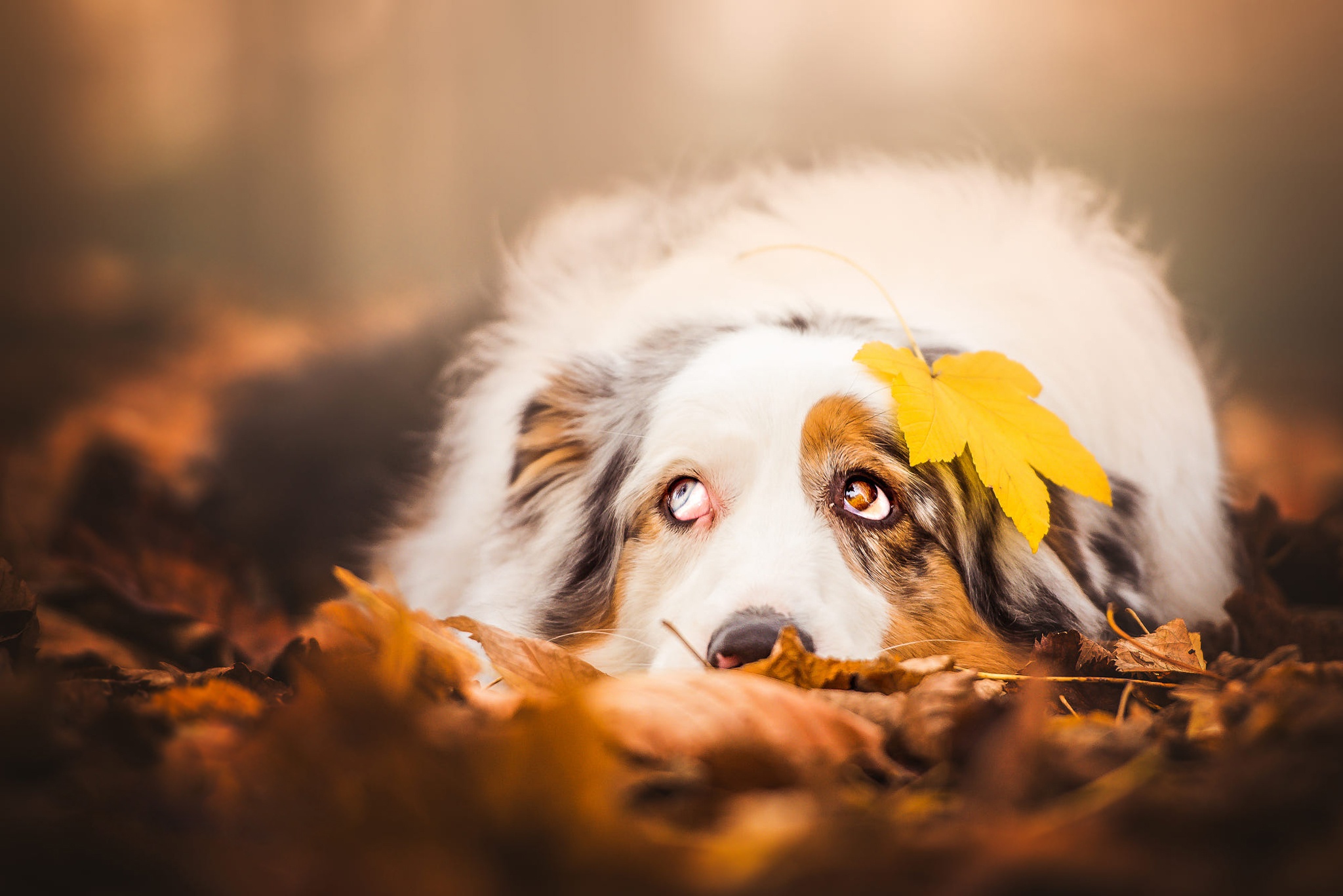 Free download wallpaper Dogs, Dog, Leaf, Fall, Animal, Australian Shepherd, Depth Of Field on your PC desktop