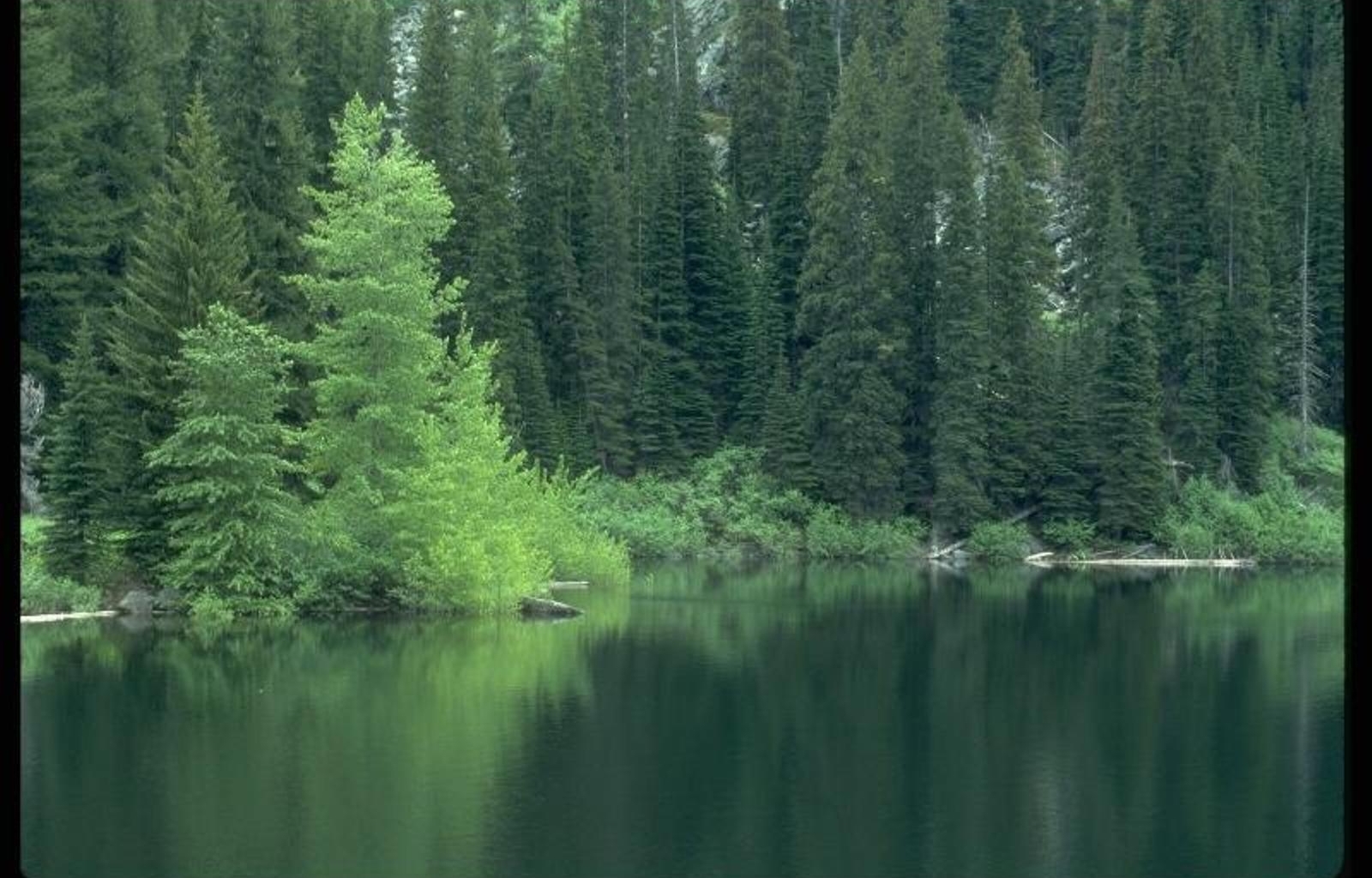 PCデスクトップに木, モミの木, 湖, 風景画像を無料でダウンロード