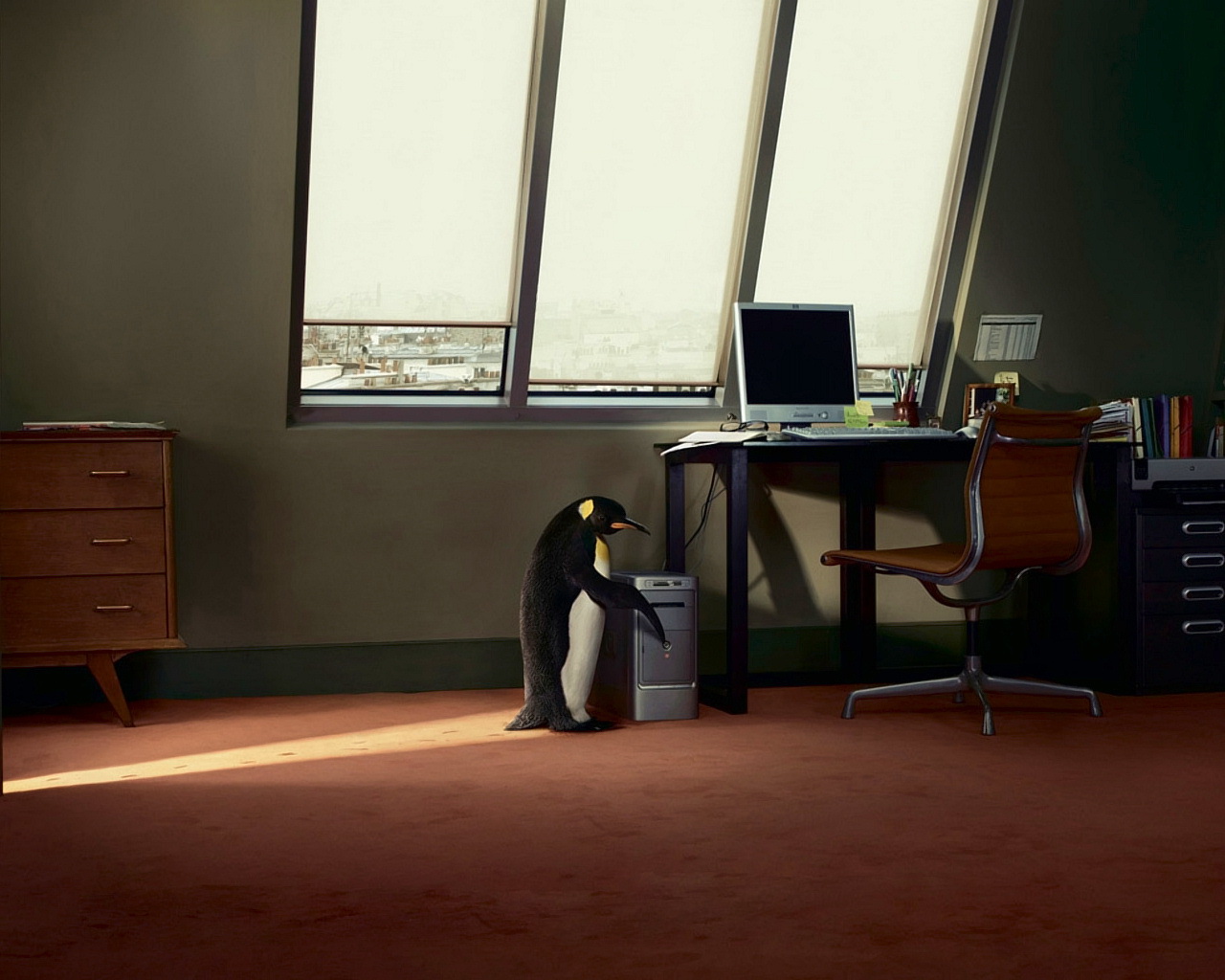 Descarga gratuita de fondo de pantalla para móvil de Animales, Humor, Pingüino.
