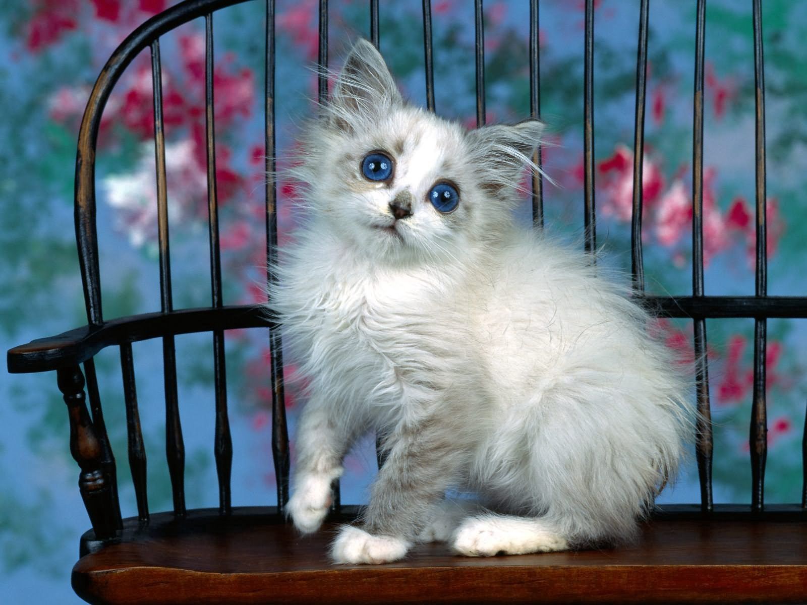 Laden Sie das Tot, Kind, Flauschige, Tiere, Kätzchen-Bild kostenlos auf Ihren PC-Desktop herunter