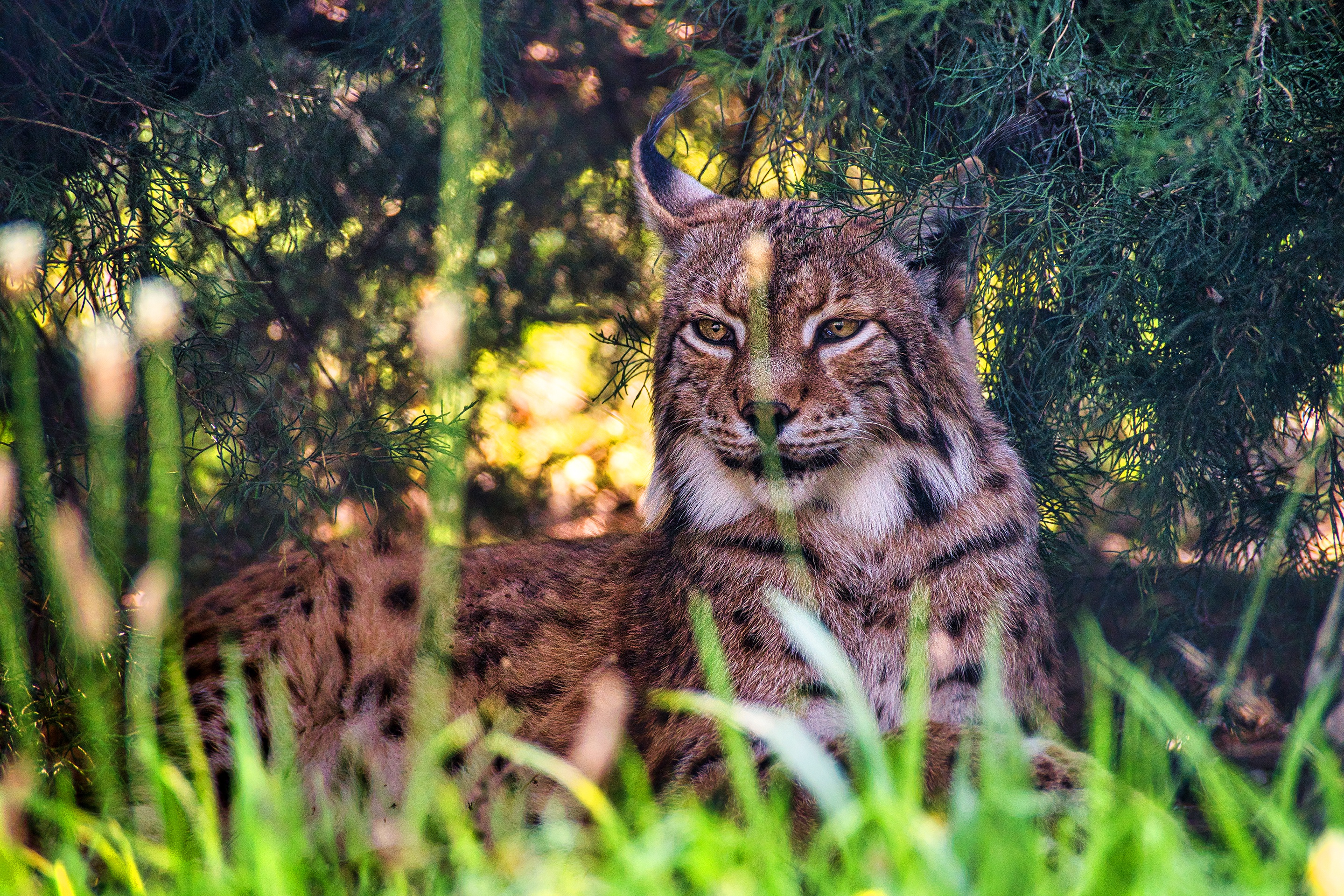 Скачати мобільні шпалери Тварина, Коти, Рись безкоштовно.