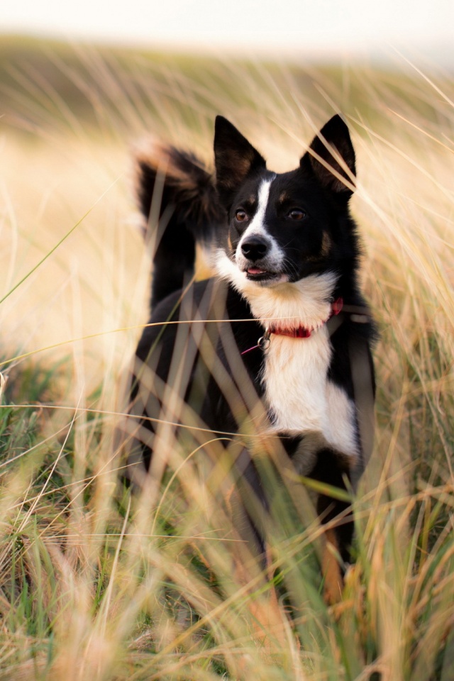 Descarga gratuita de fondo de pantalla para móvil de Animales, Perros, Perro.