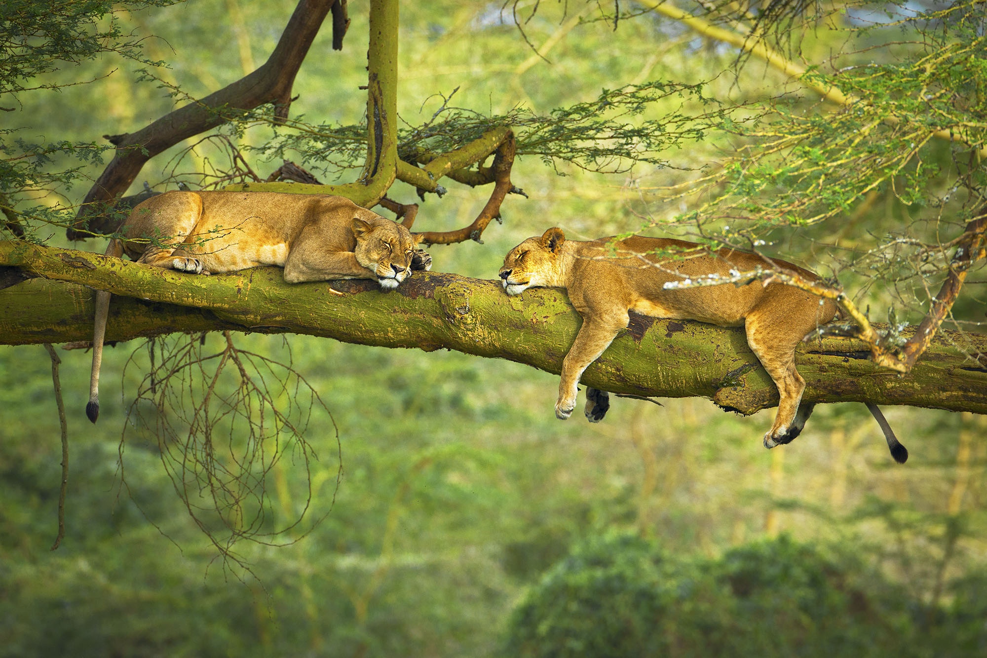 PCデスクトップに動物, ライオン, 猫, 睡眠画像を無料でダウンロード