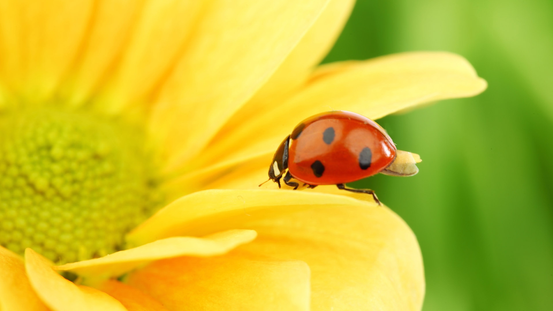 ladybugs, insects, yellow