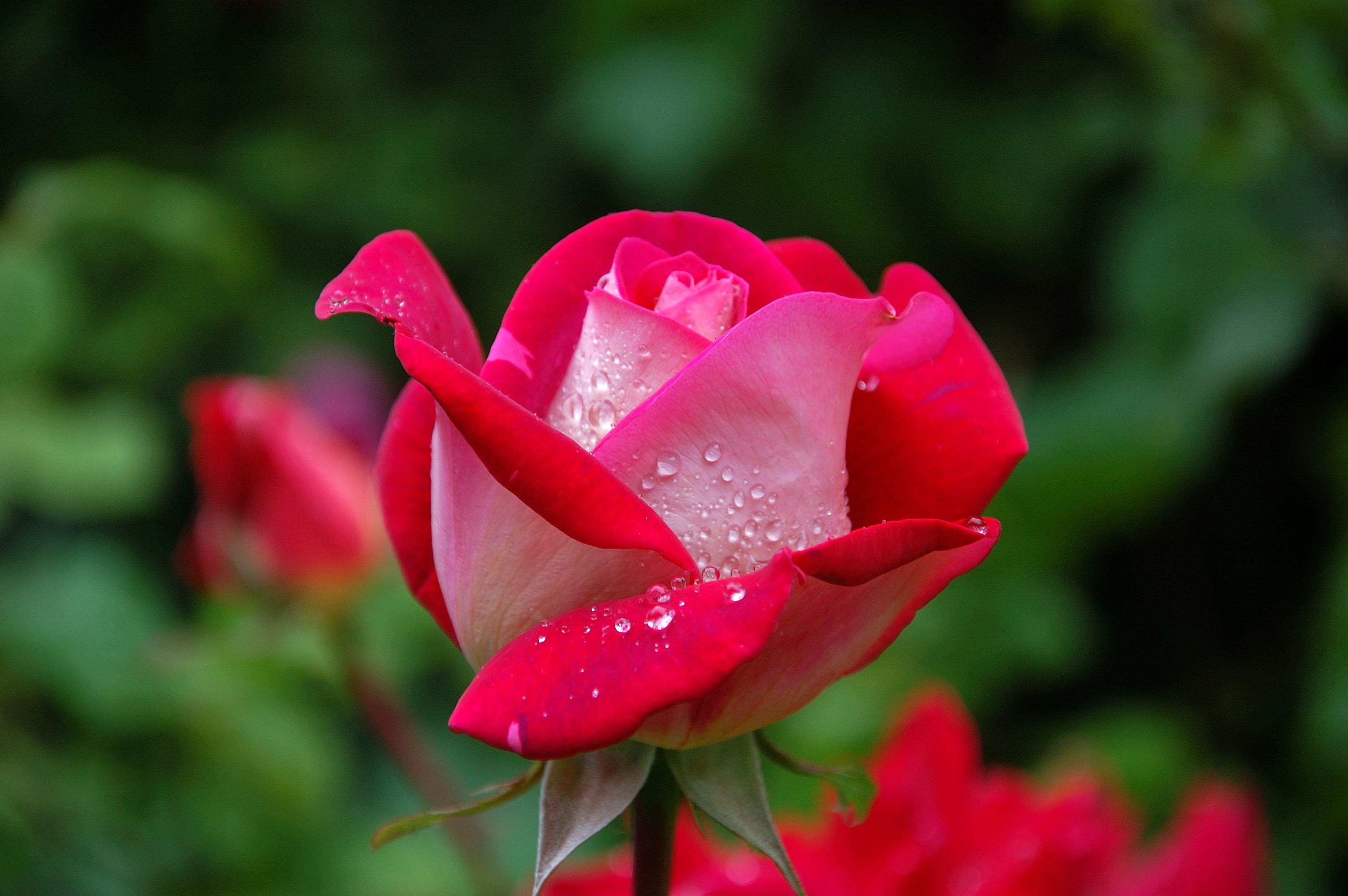 Téléchargez des papiers peints mobile Une Rose, Bourgeon, Drops, Fleurs, Rose gratuitement.